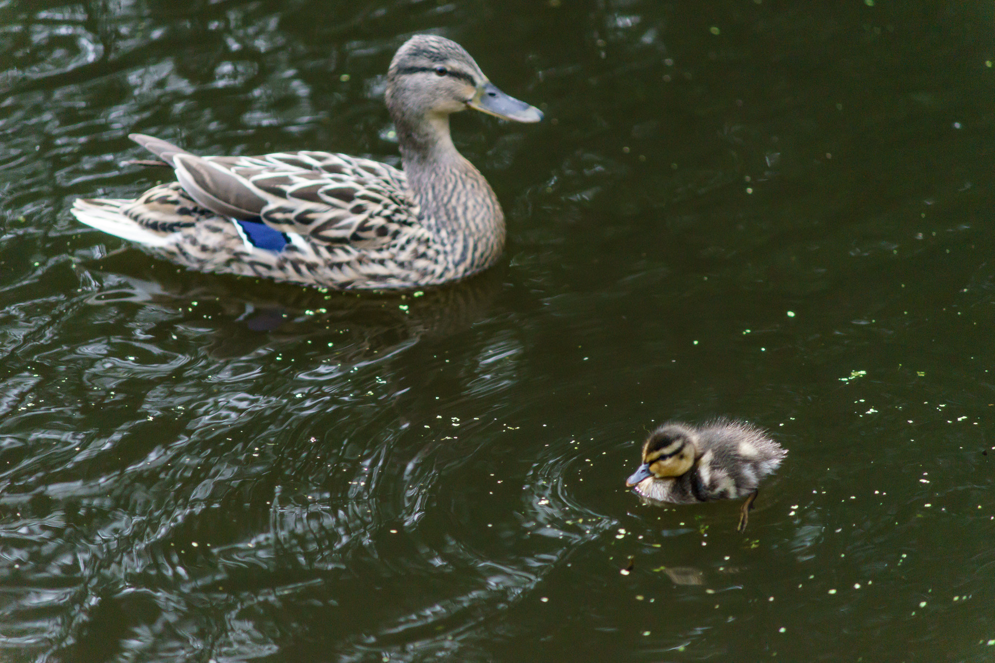 Sony a7 + Minolta AF 70-210mm F4 Macro sample photo. Mallard duck and duckling photography