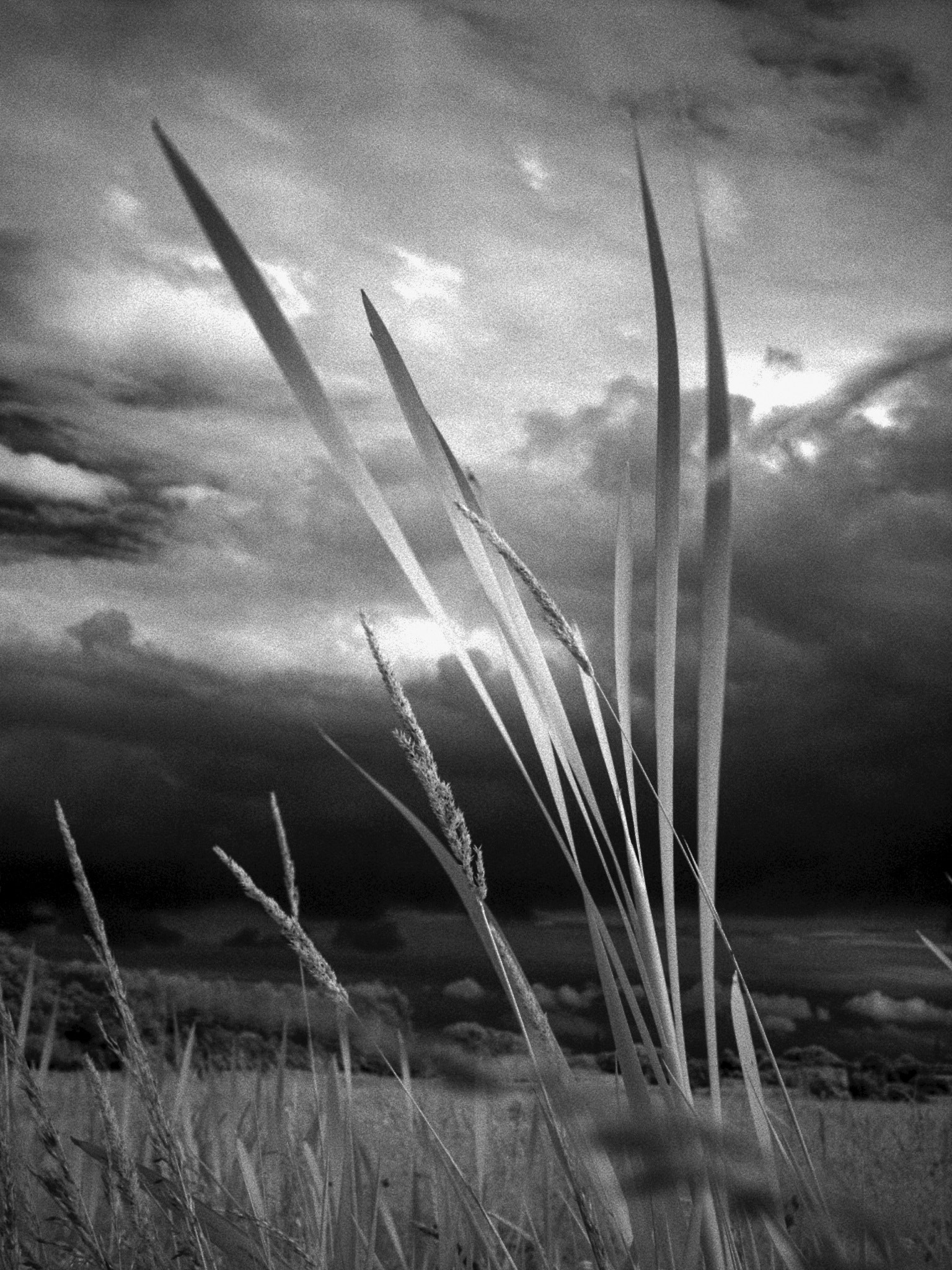 KONICA MINOLTA DiMAGE 7 sample photo. Norfolk grasses  and clouds photography