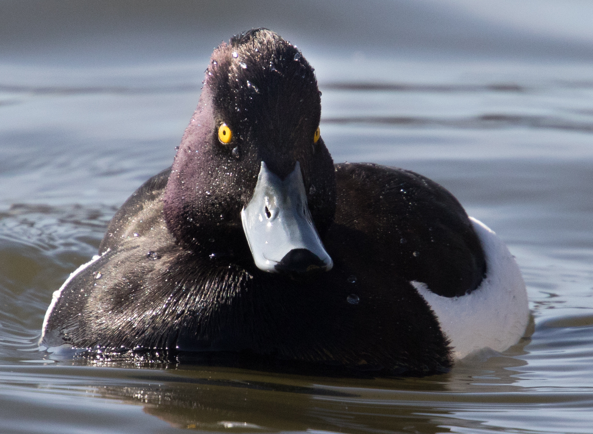 Canon EOS 7D Mark II + Canon EF 70-200mm F4L USM sample photo. Bird photography