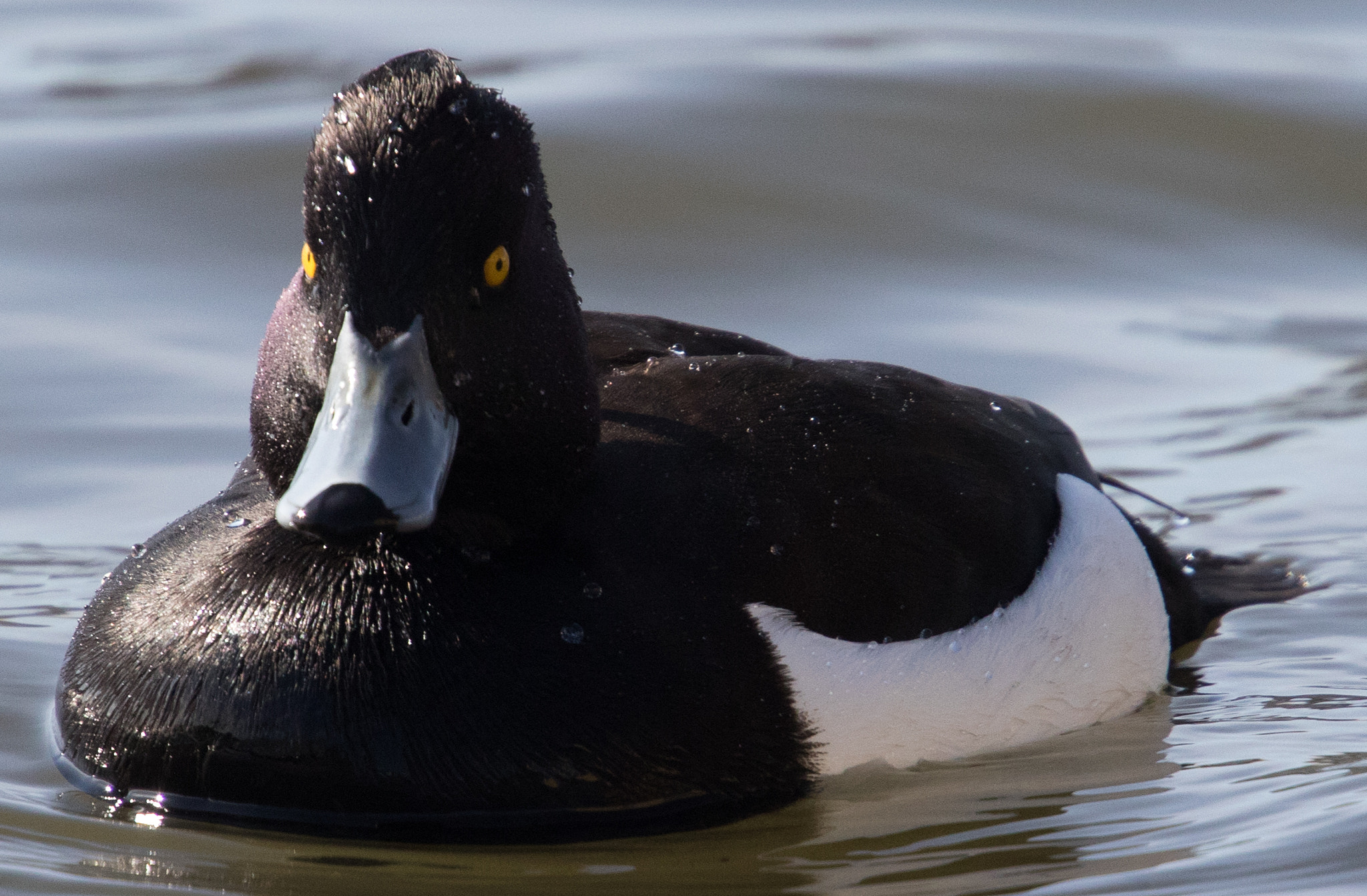 Canon EF 70-200mm F4L USM sample photo. Bird photography