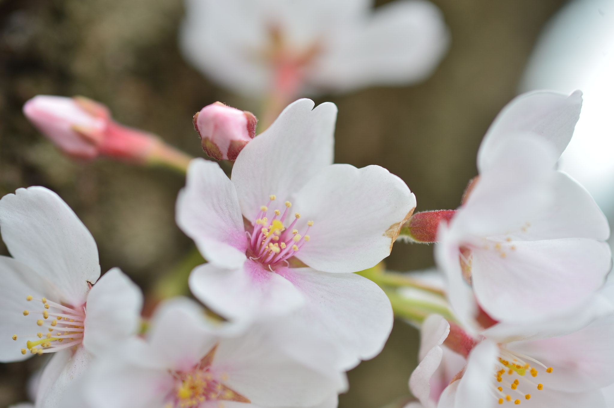 Manual Lens No CPU sample photo. Sakura photography