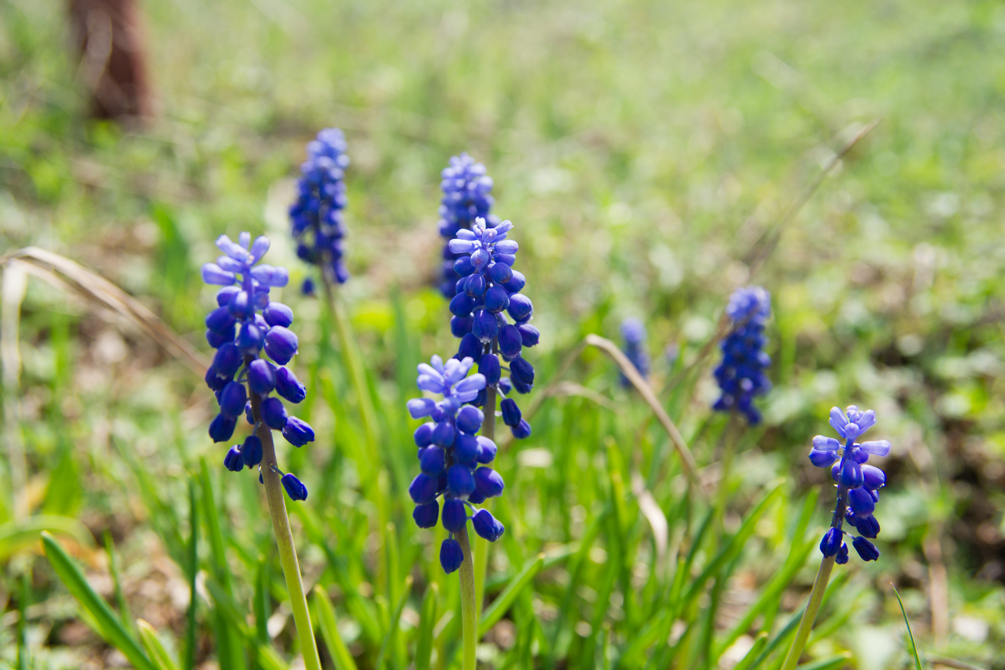 Sigma ZOOM-alpha 35-135mm F3.5-4.5 sample photo. Мускари photography