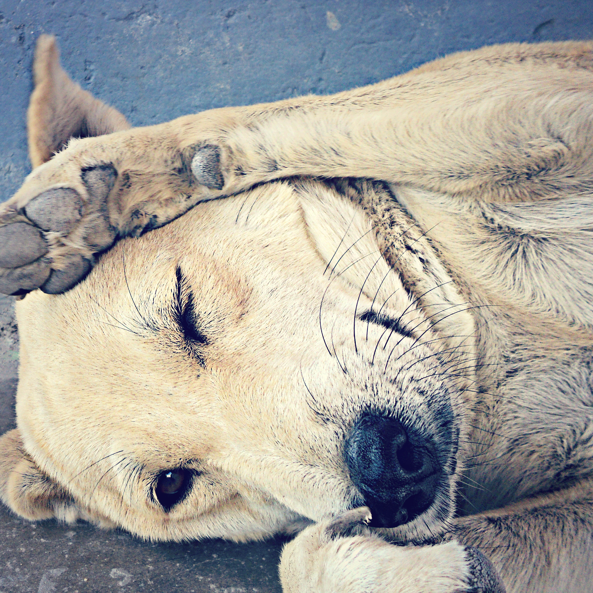 Sony DSC-S2000 sample photo. Dog photography