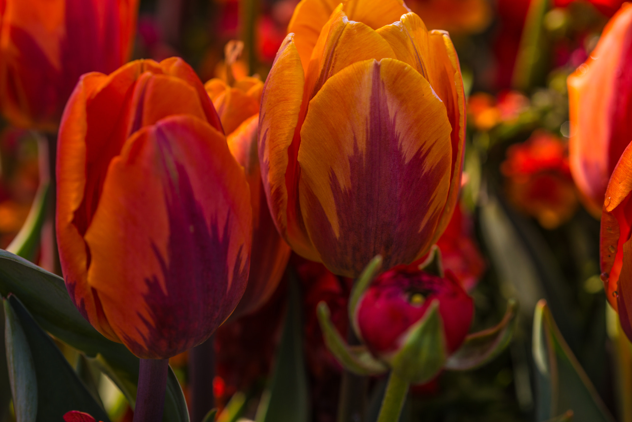 Nikon D800 + Nikon AF Micro-Nikkor 200mm F4D ED-IF sample photo. Tulips - happy mothers day for all moms photography
