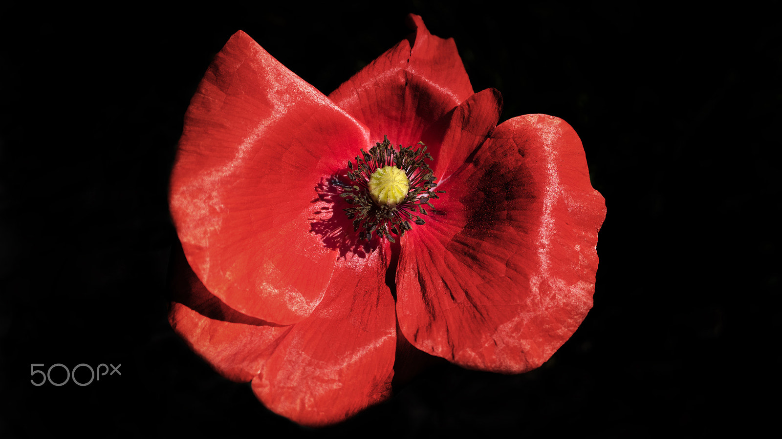 Nikon 1 J4 sample photo. Papavero photography
