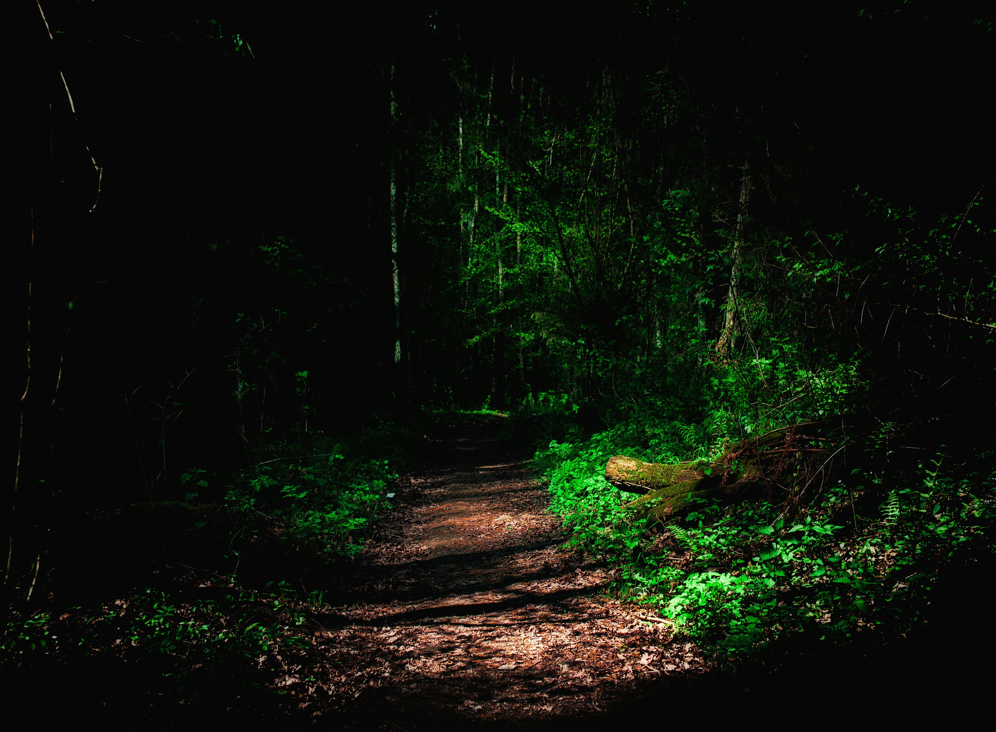 Sigma 50mm F1.4 EX DG HSM sample photo. Lonely forest photography