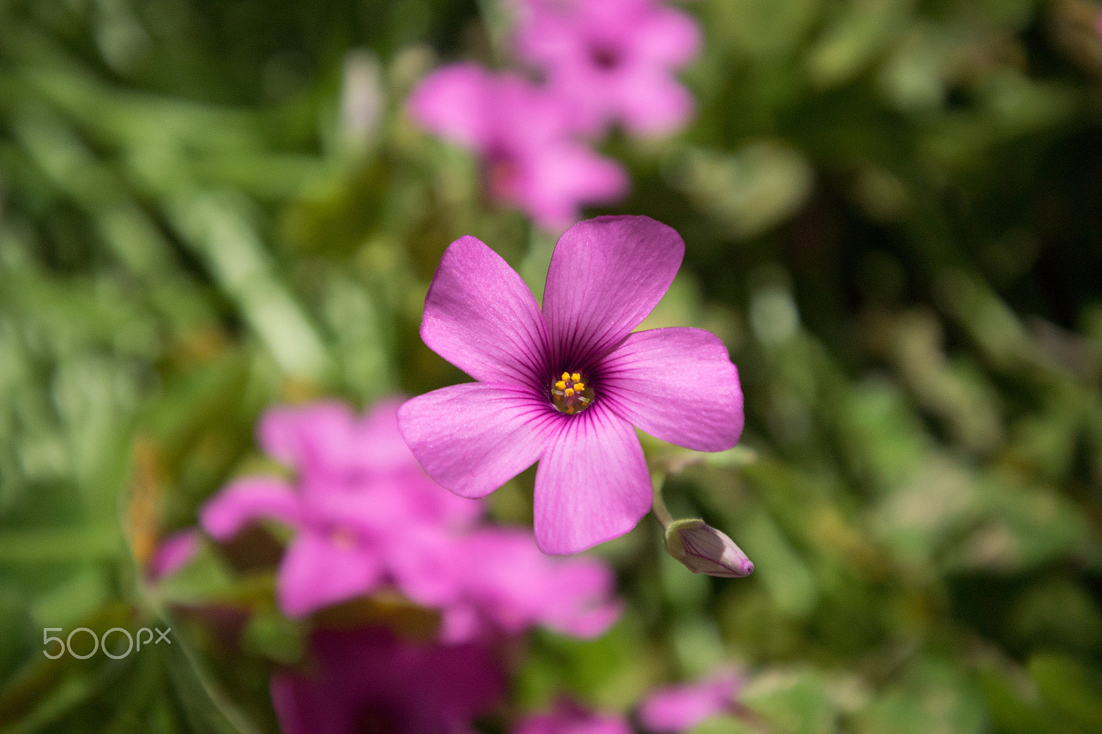 Nikon 1 J4 sample photo. Flower garden photography