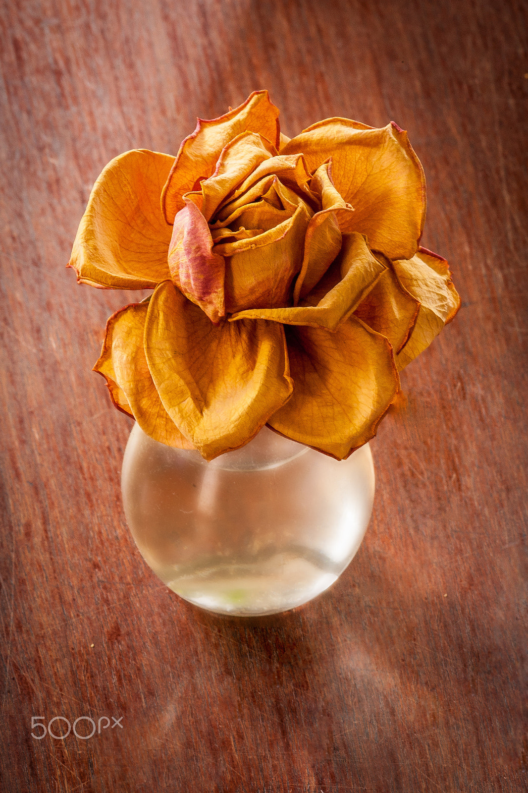 Canon EF 180mm F3.5L Macro USM sample photo. Flower photography