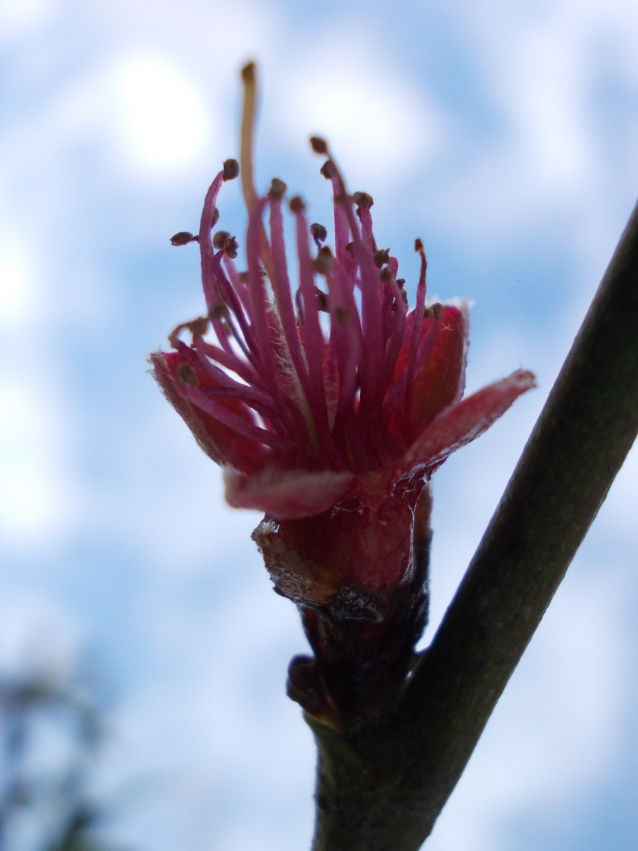 Nikon COOLPIX L23 sample photo. Nature details photography