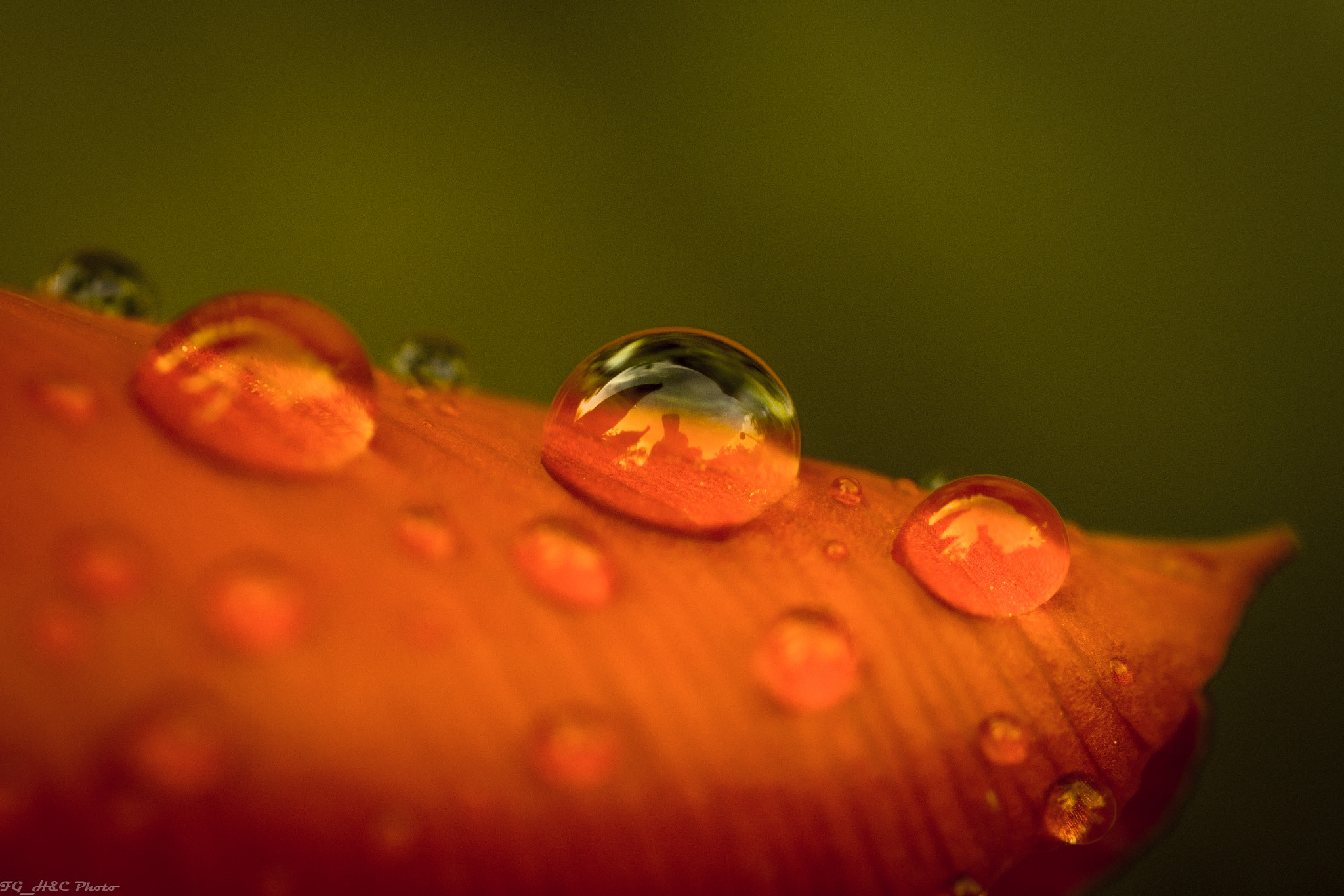 Canon EF 100mm F2.8 Macro USM sample photo. Droplets photography