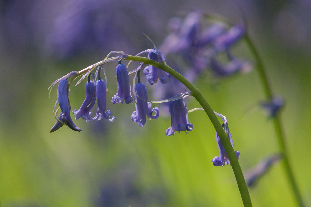 Canon EOS 40D + Sigma 100-300mm f/4 sample photo. Bluebells photography