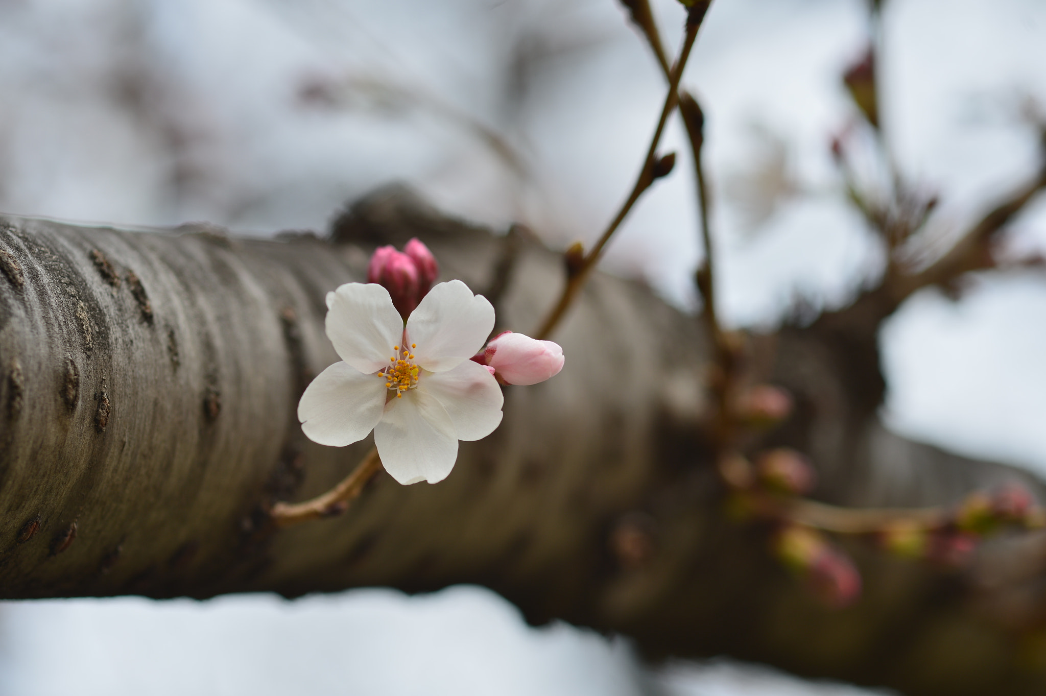 Manual Lens No CPU sample photo. Sakura photography