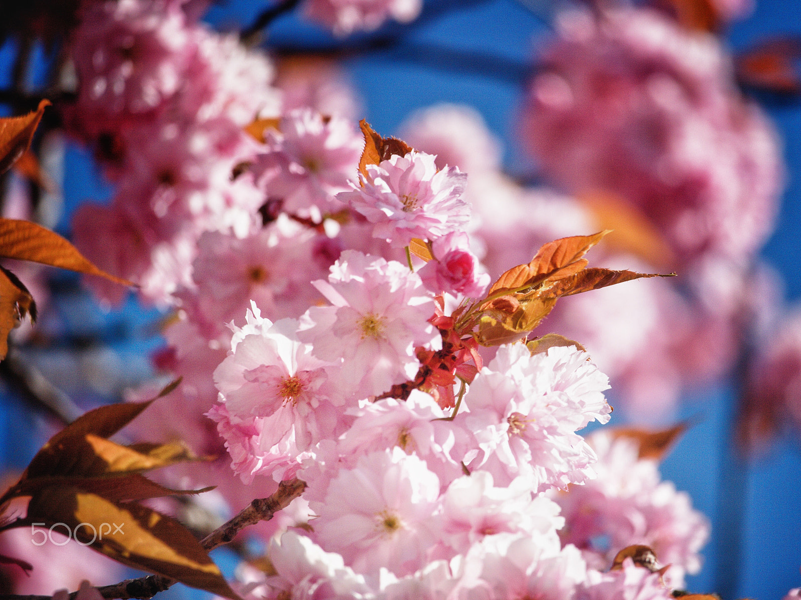 Canon EF-S 55-250mm F4-5.6 IS STM sample photo. Japanese flowering cherry photography