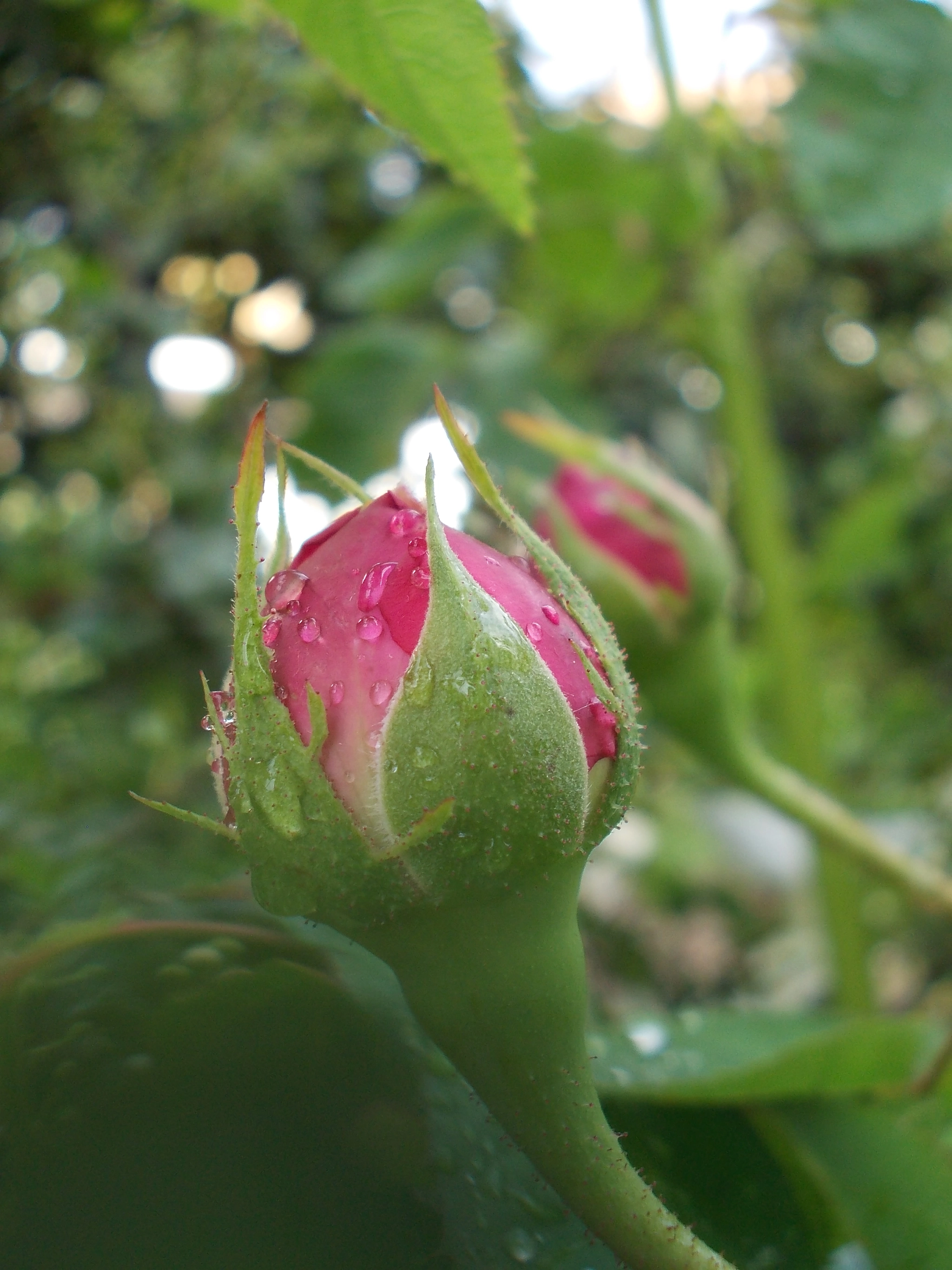 Nikon COOLPIX L23 sample photo. Kinda pink rose photography