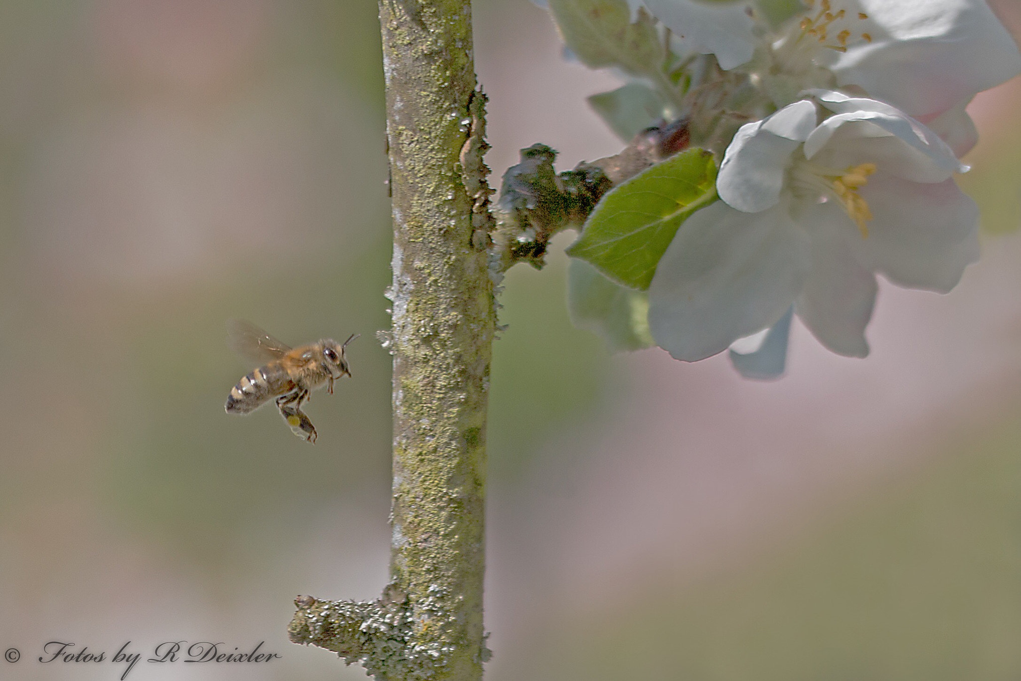 Sigma 150mm f/2.8 EX DG OS HSM APO Macro sample photo. Honigbiene 10 photography
