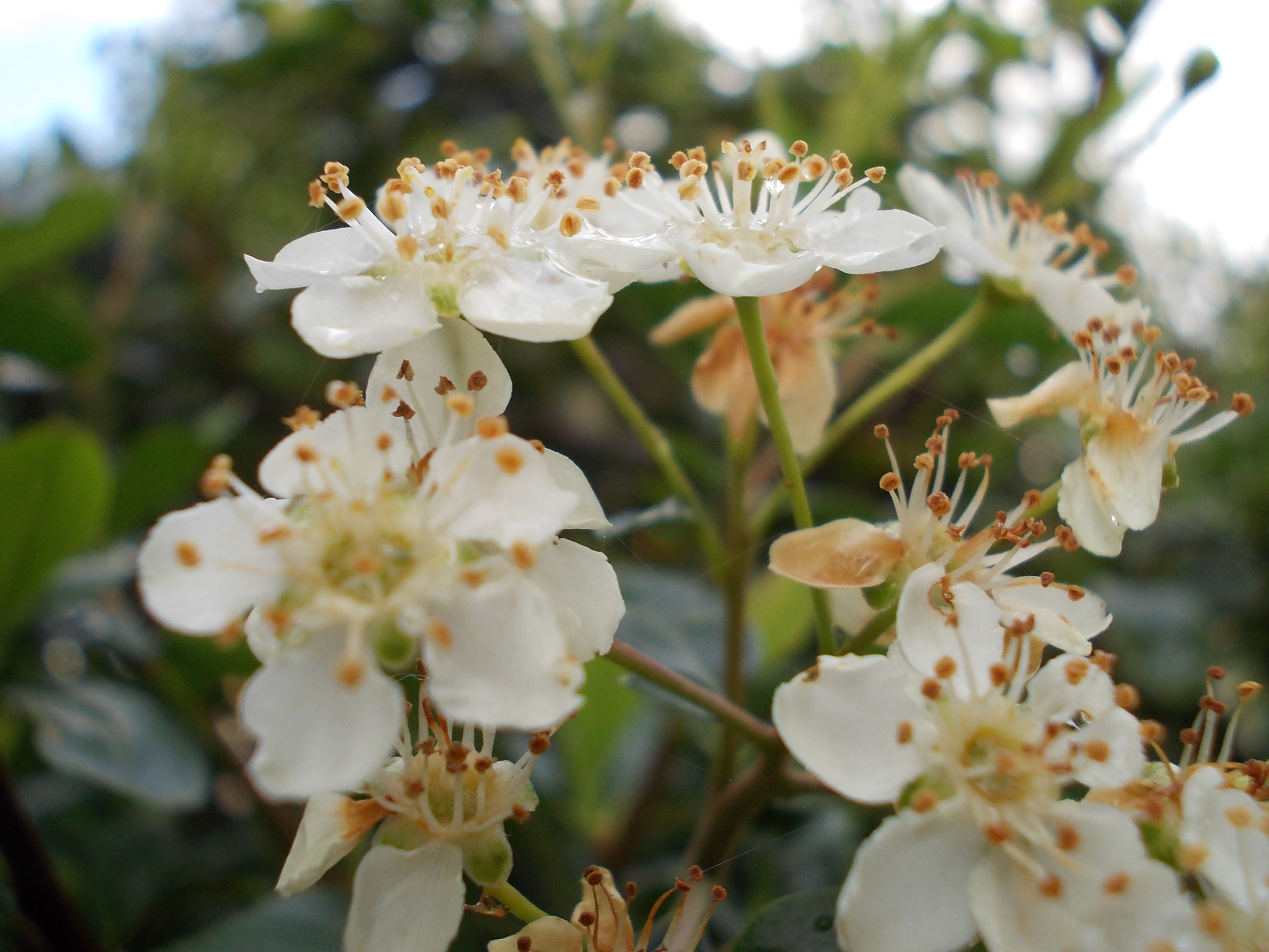 Nikon COOLPIX L23 sample photo. Flowers, flowers, flowers photography