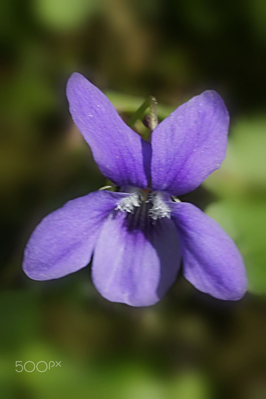 Minolta AF 50mm F3.5 Macro sample photo. Humilité photography