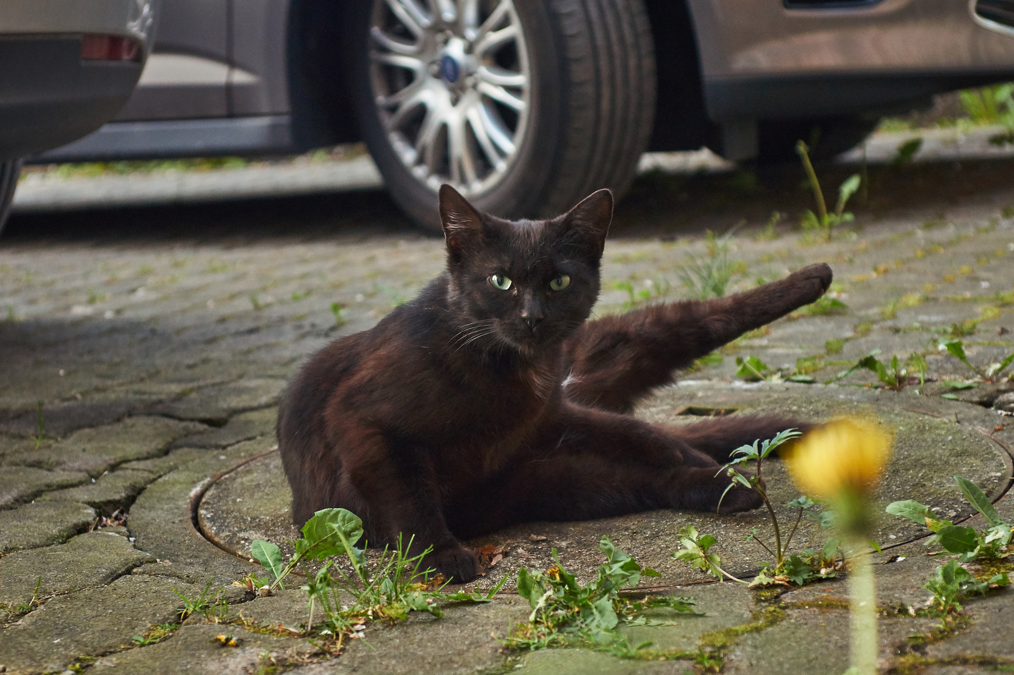 Sony SLT-A33 + 35-70mm F4 sample photo. Posing cat photography