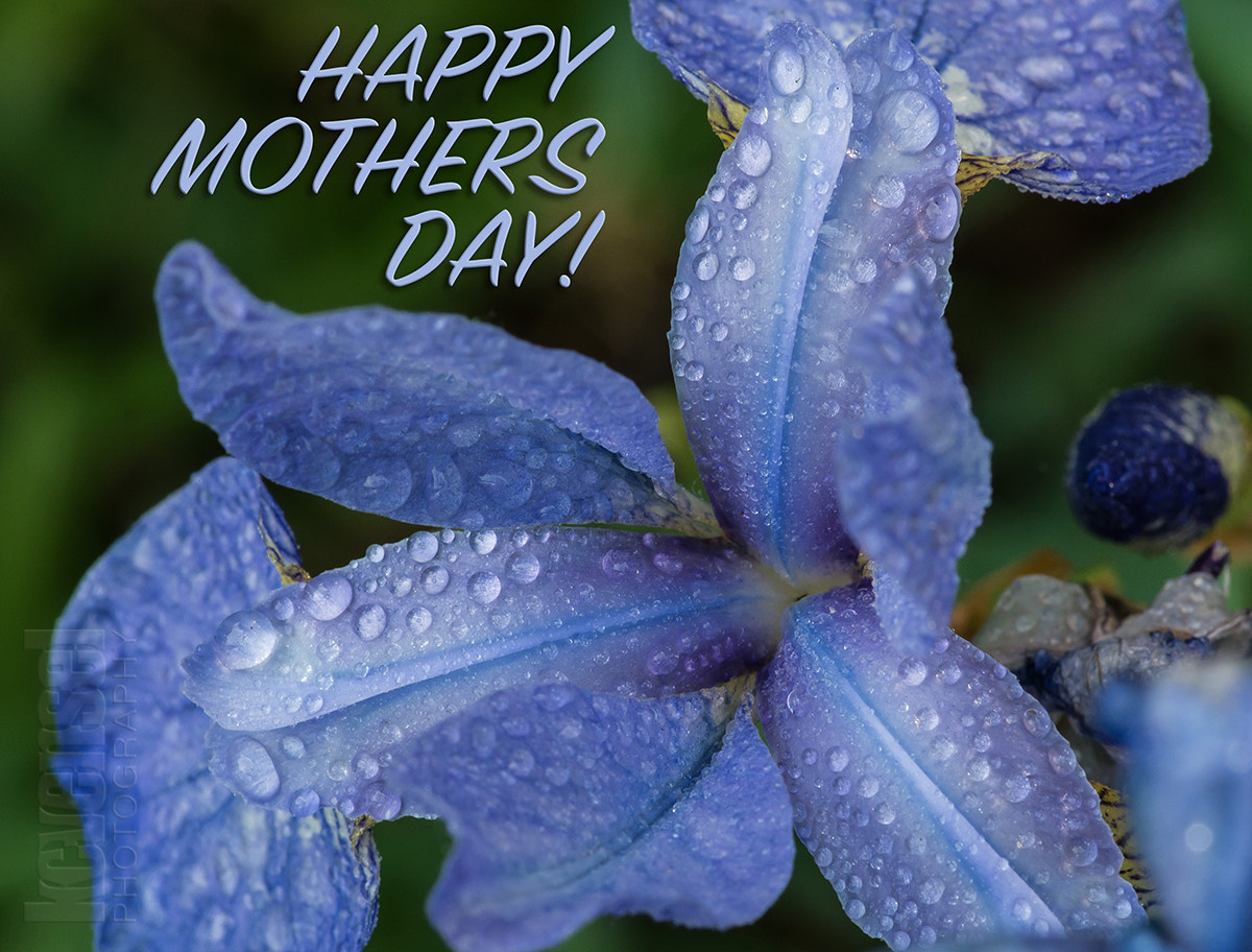 Pentax smc D-FA 100mm F2.8 Macro WR sample photo. Happy mothers day! photography