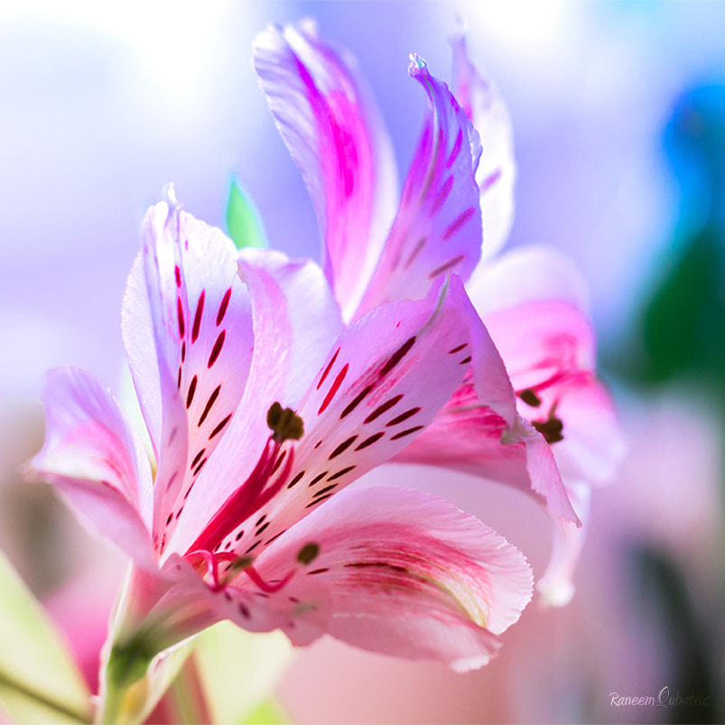 Olympus PEN E-PL5 sample photo. Summer morning photography