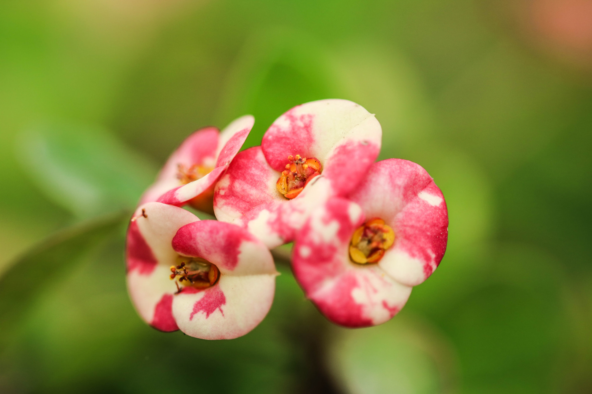 Sigma 105mm F2.8 EX DG OS HSM sample photo. Descent photography