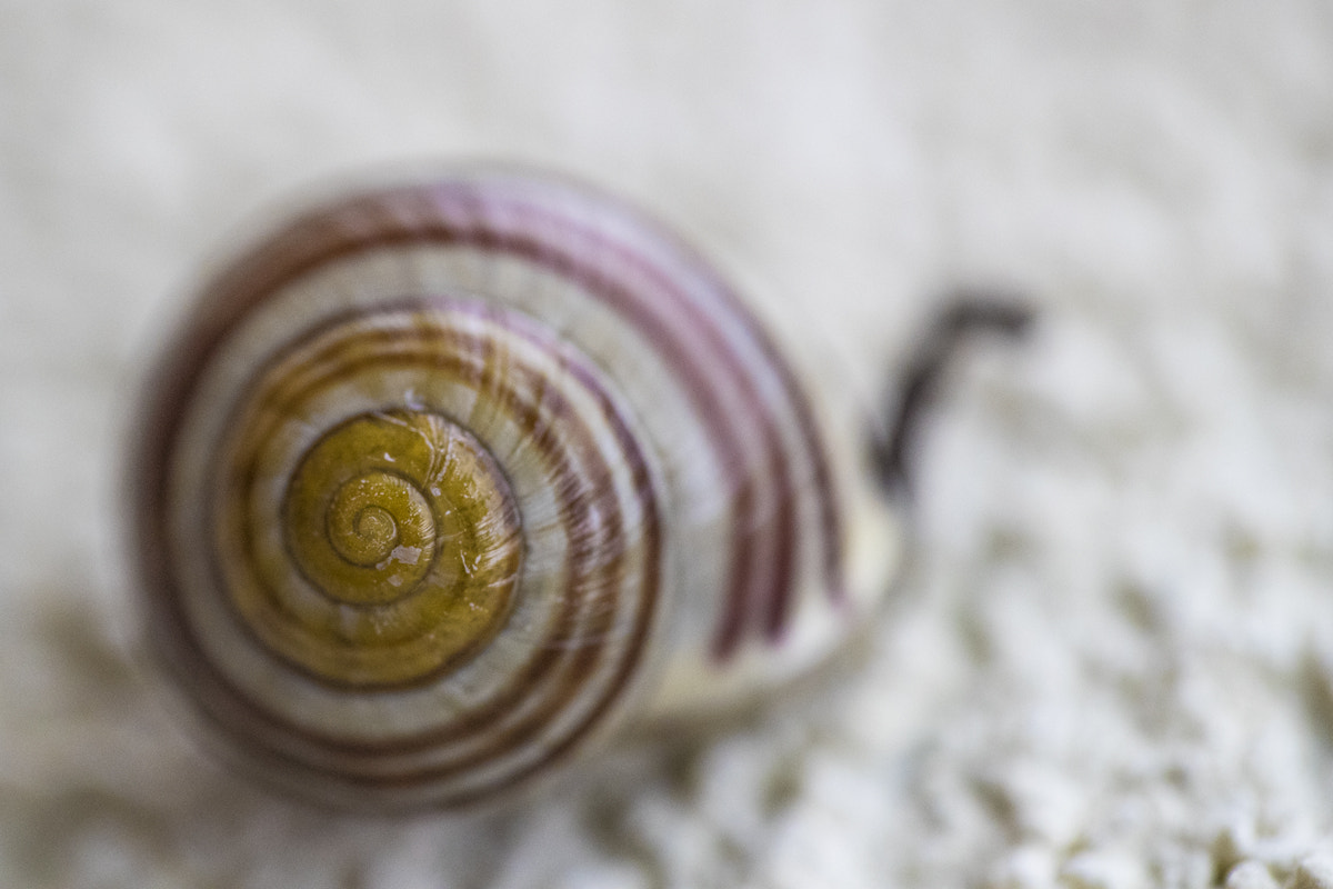 Canon EF 100mm F2.8L Macro IS USM sample photo. Klauspressberger.com photography
