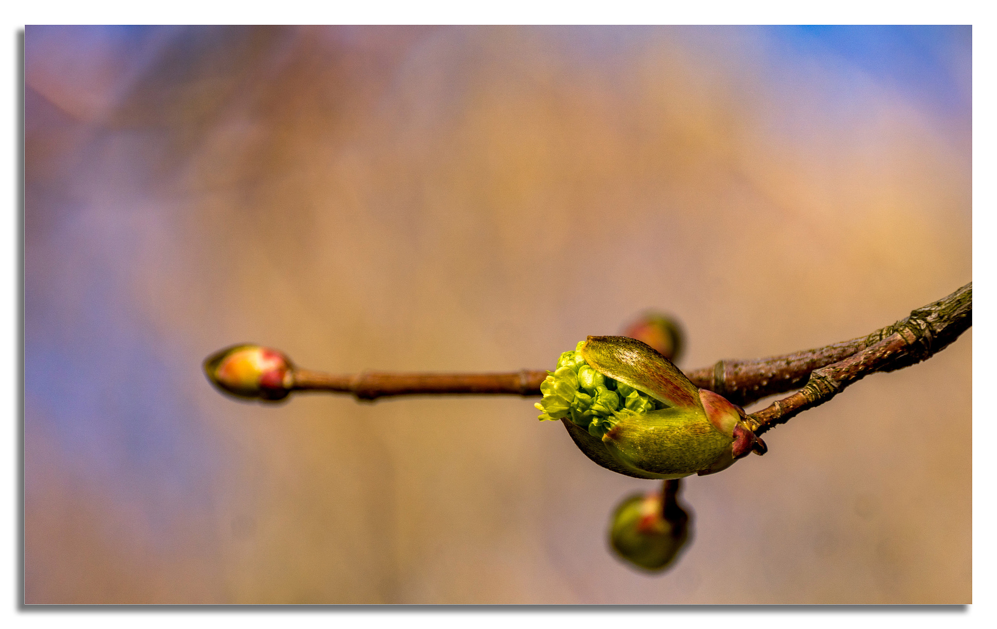 Sony DT 18-250mm F3.5-6.3 sample photo. Born.... photography