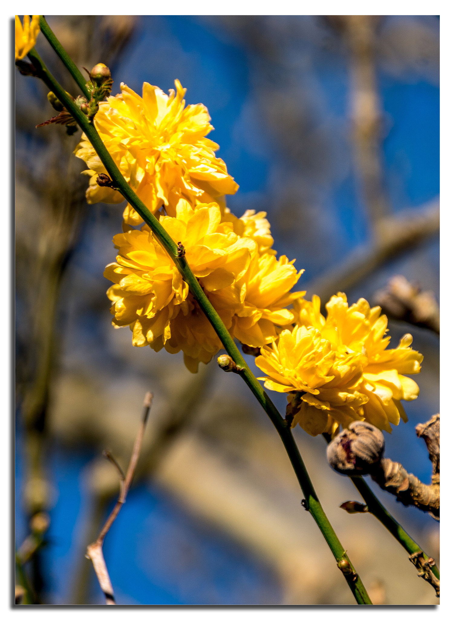 Sony DT 18-250mm F3.5-6.3 sample photo. Spring.... photography