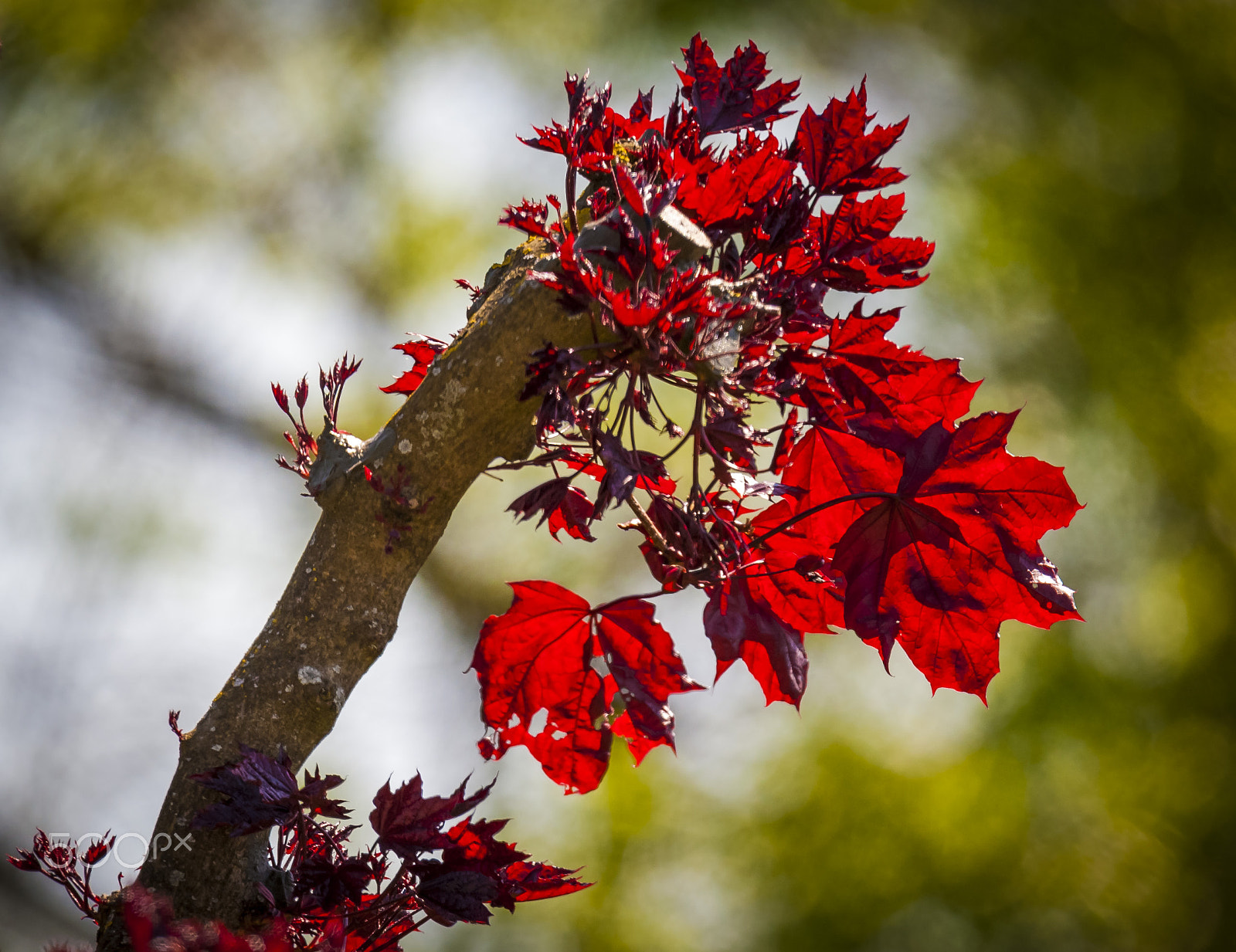 Nikon D700 + Sigma 150-600mm F5-6.3 DG OS HSM | S sample photo. Maple leaf in the sun photography
