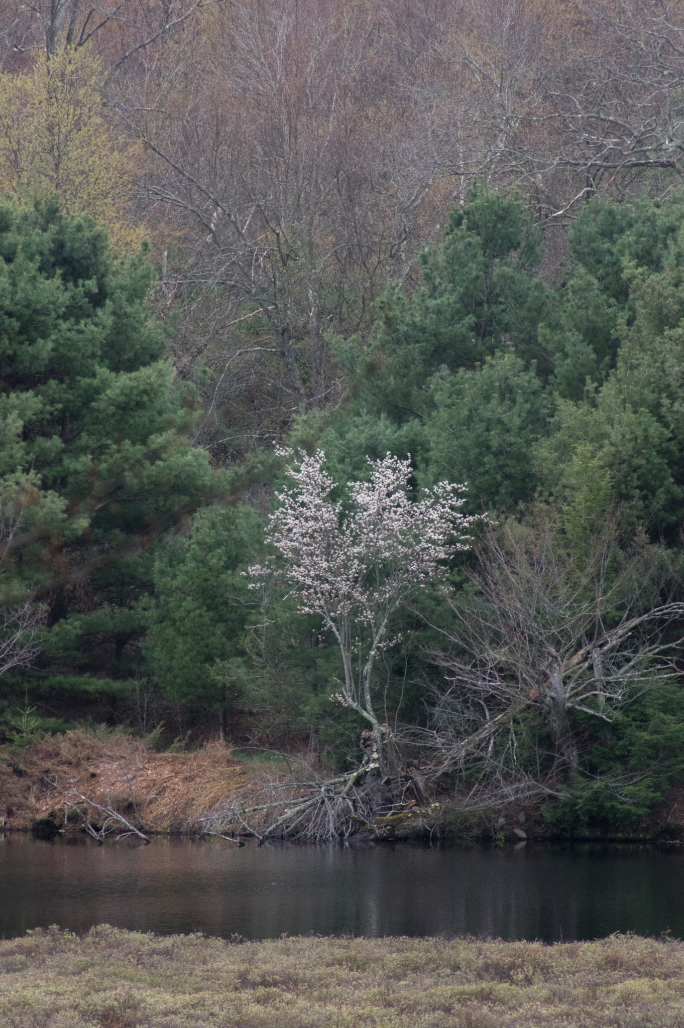 Pentax K-3 + smc PENTAX-FA 100-300mm F4.5-5.6 sample photo. Lakeside blooming photography