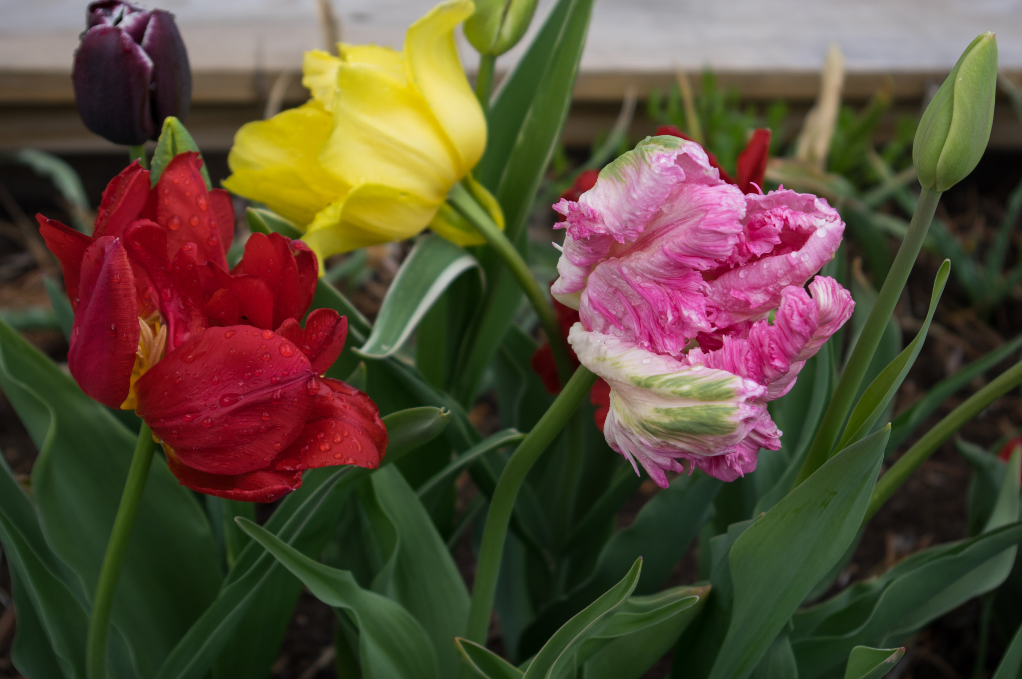 Pentax K-3 sample photo. Tulips  photography