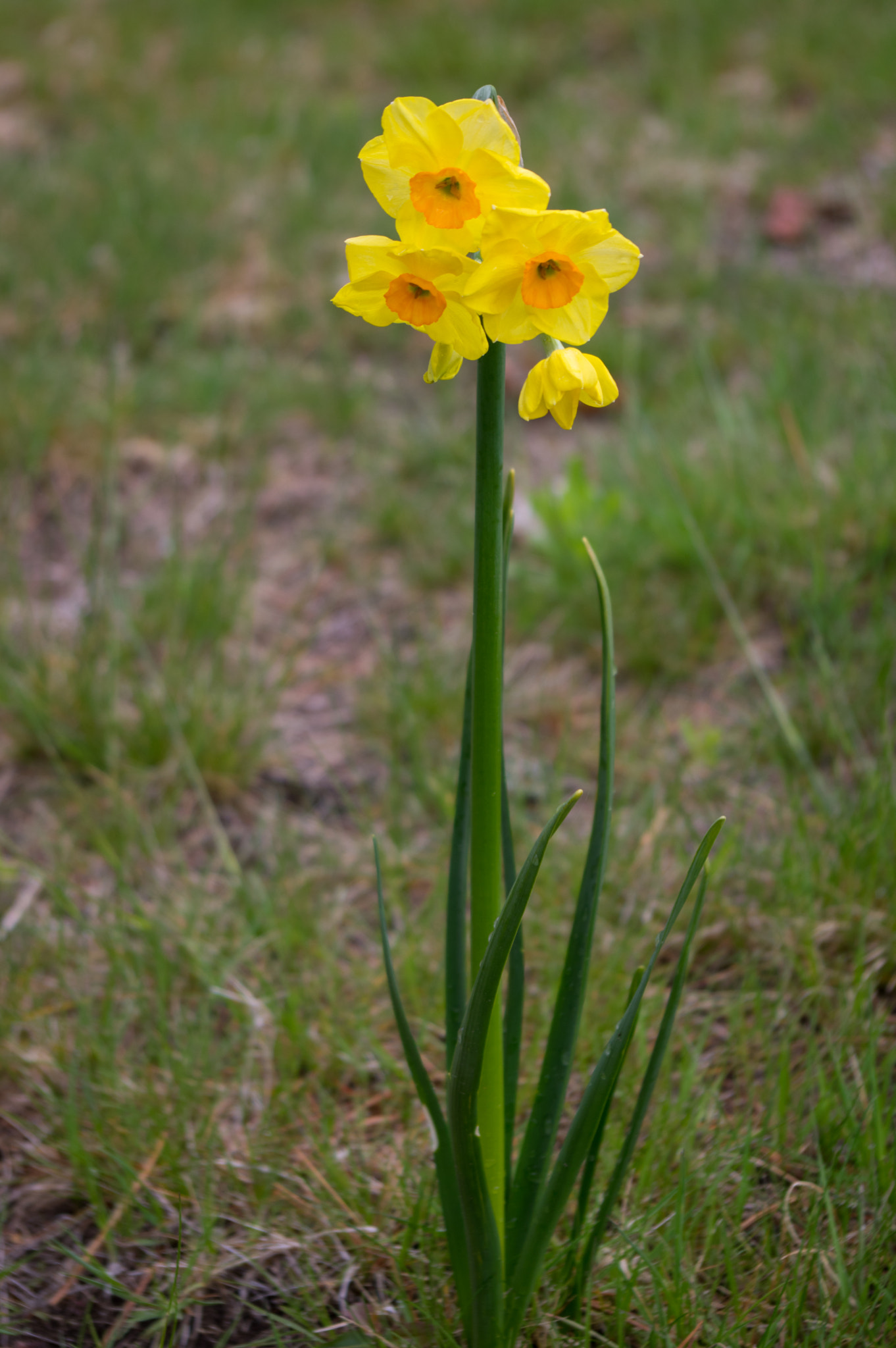 Pentax K-3 sample photo. Daffodil photography