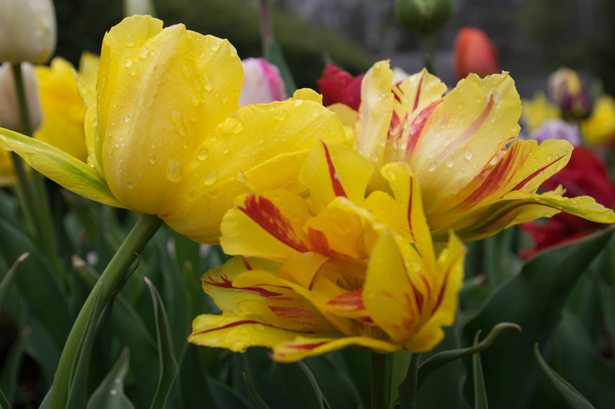 Pentax K-3 sample photo. Tulips photography