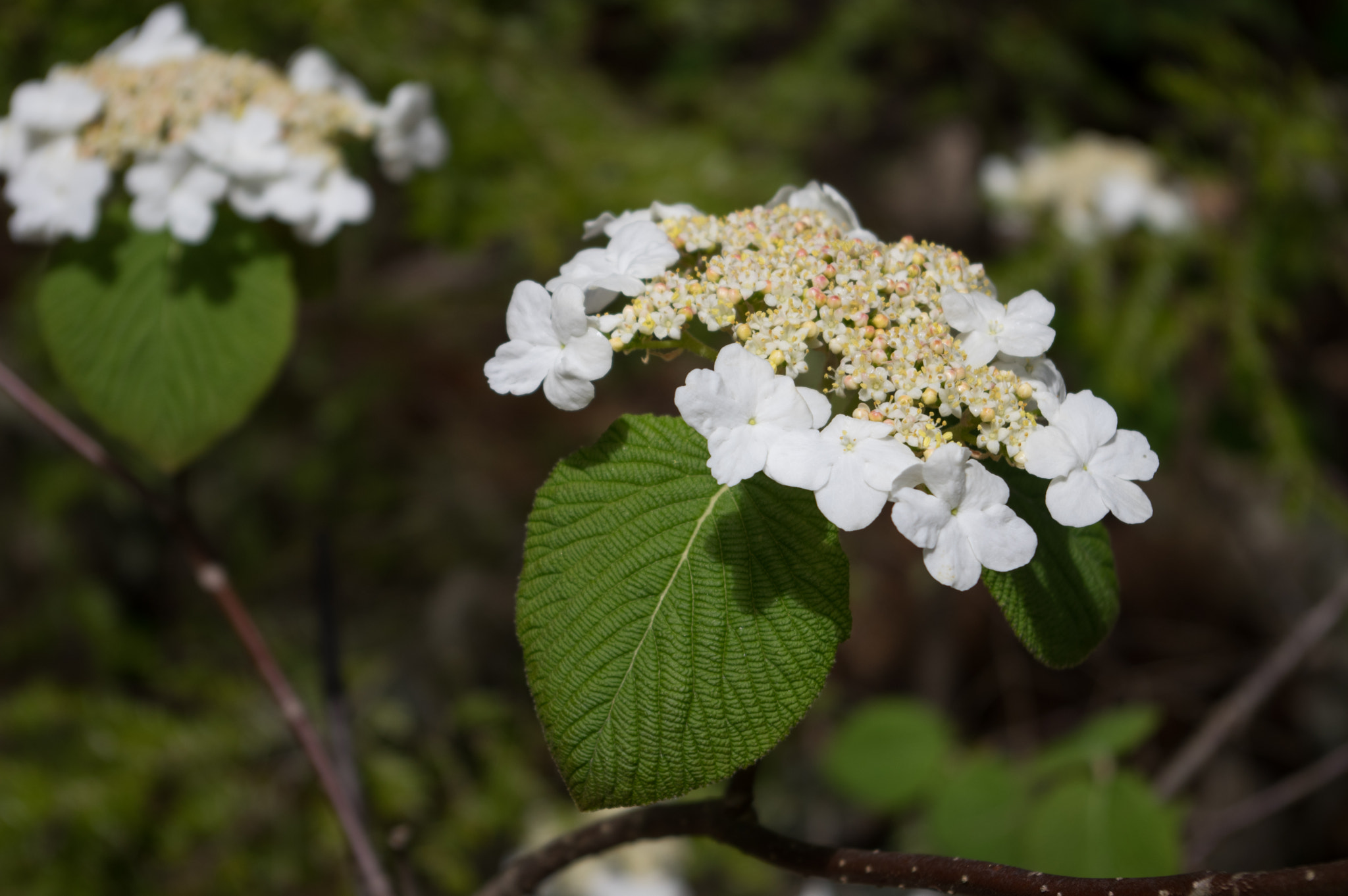 Pentax K-3 sample photo. Viburnum lantanoides photography