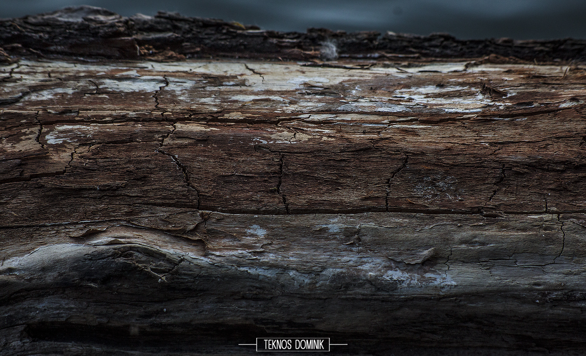 Sigma 55-200mm f/4-5.6 DC sample photo. Fa (tree) photography