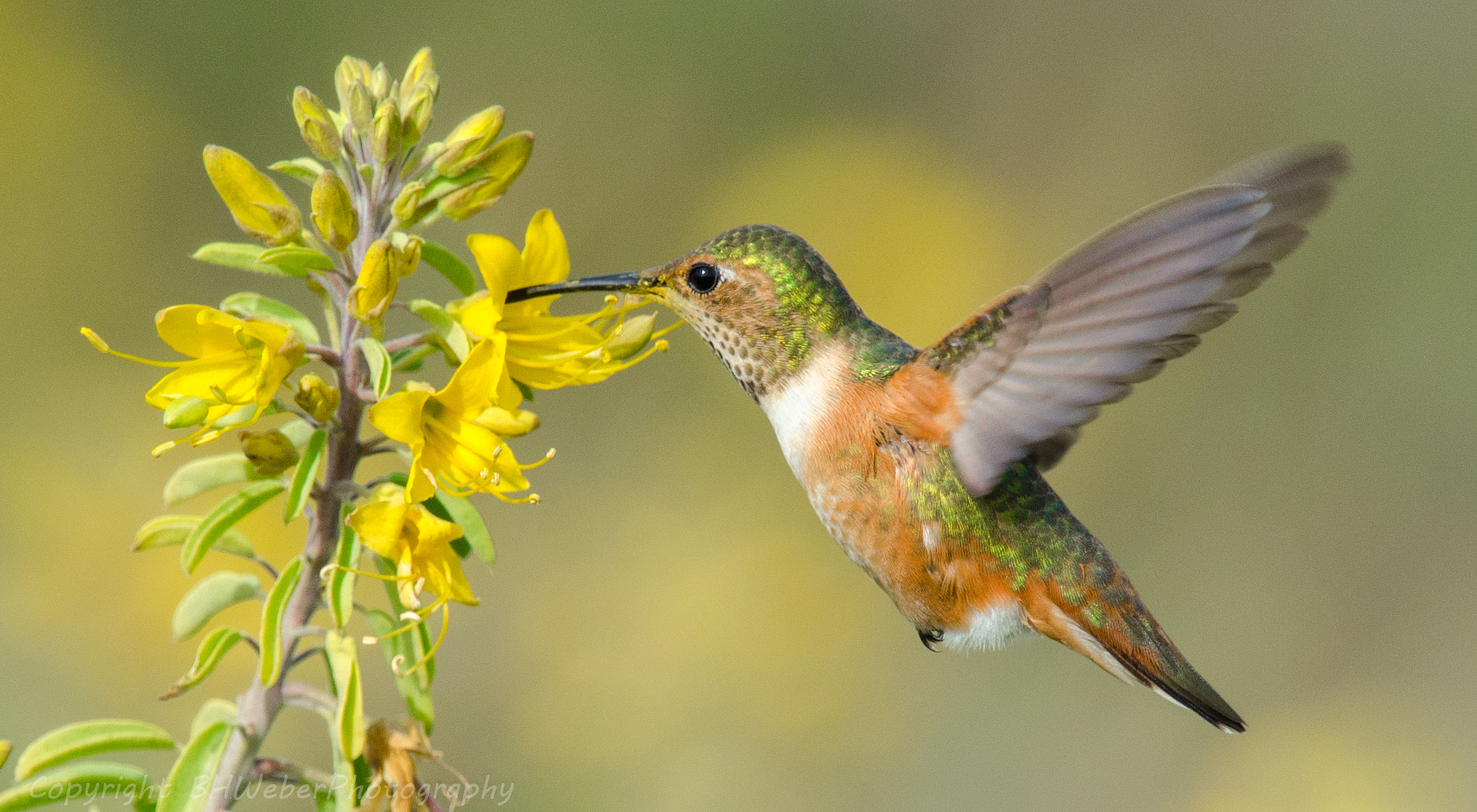 Nikon Nikkor AF-S 300mm F4E PF ED VR sample photo. Allen's hummingbird and flowers photography