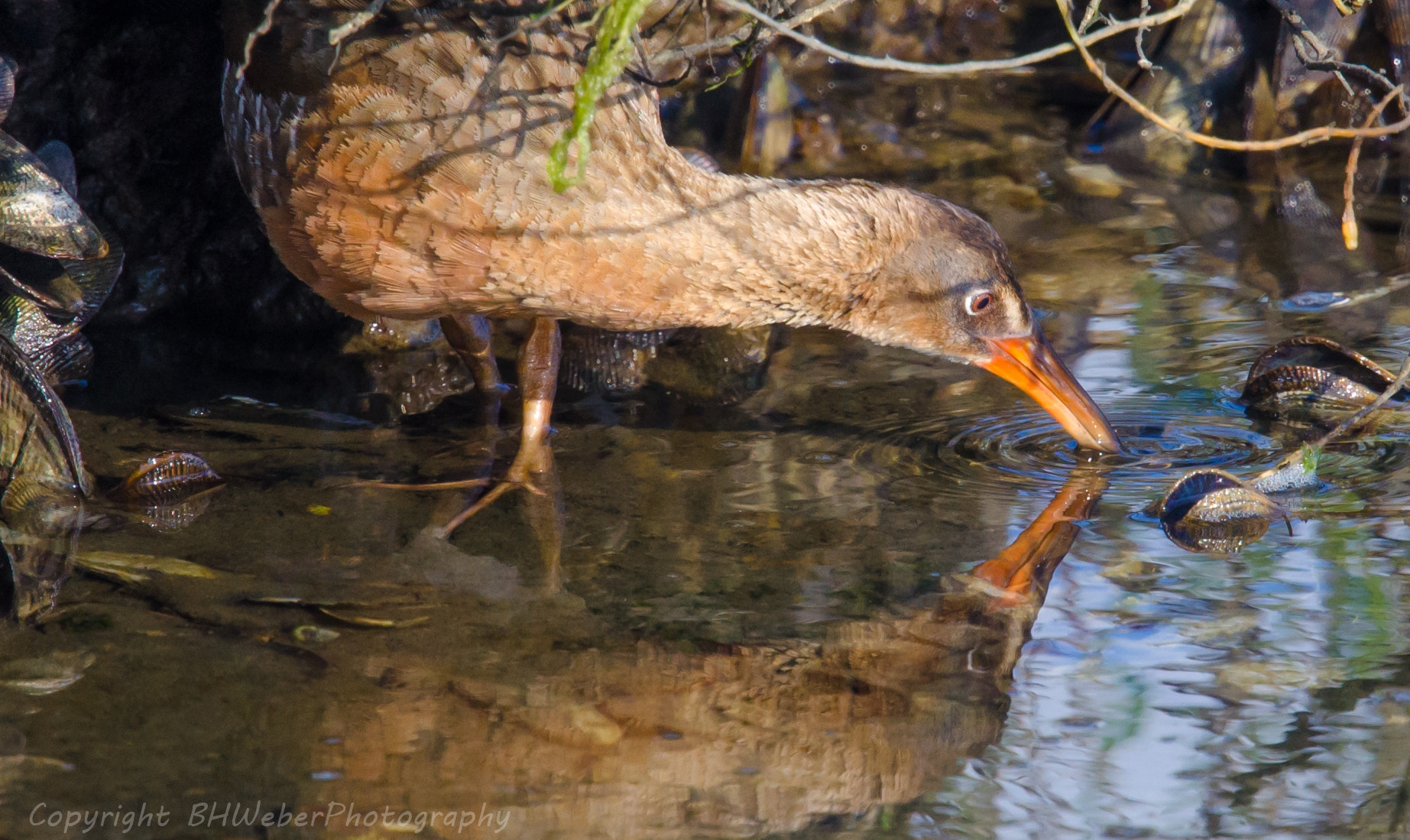 Nikon Nikkor AF-S 300mm F4E PF ED VR sample photo. Endangered california ridgway's rail photography