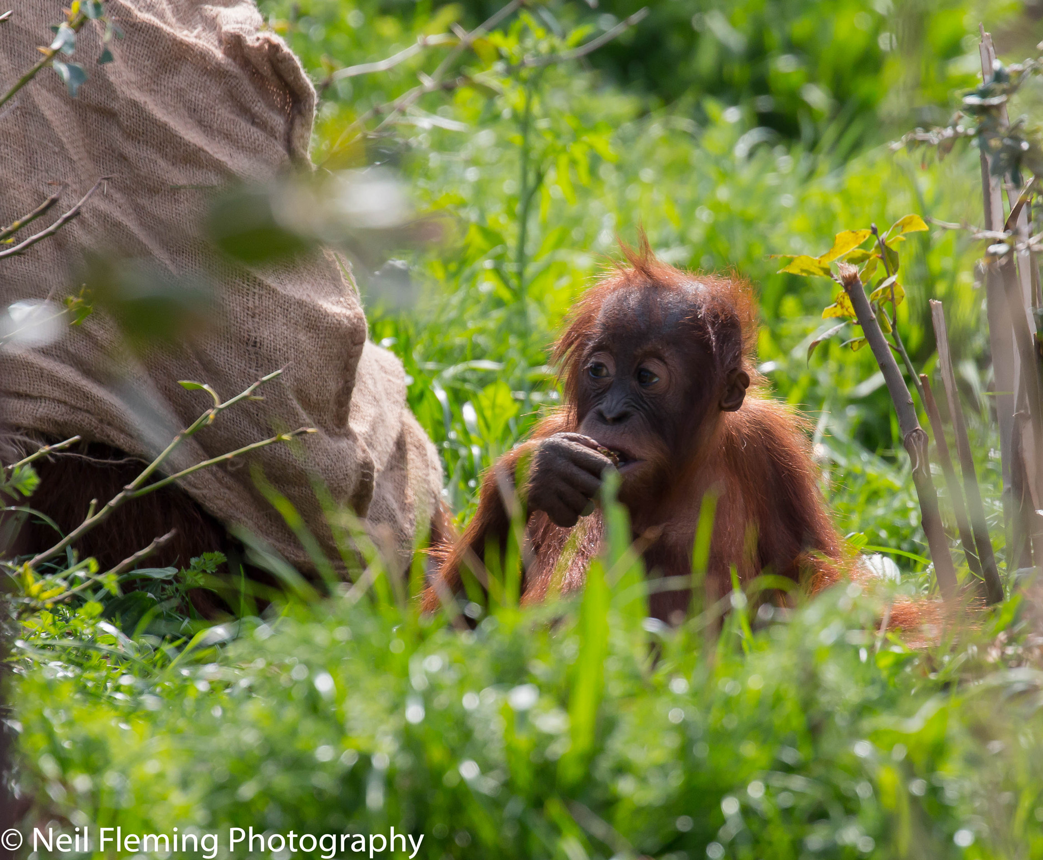 Canon EF 100-400mm F4.5-5.6L IS II USM sample photo. Baby orangutan photography
