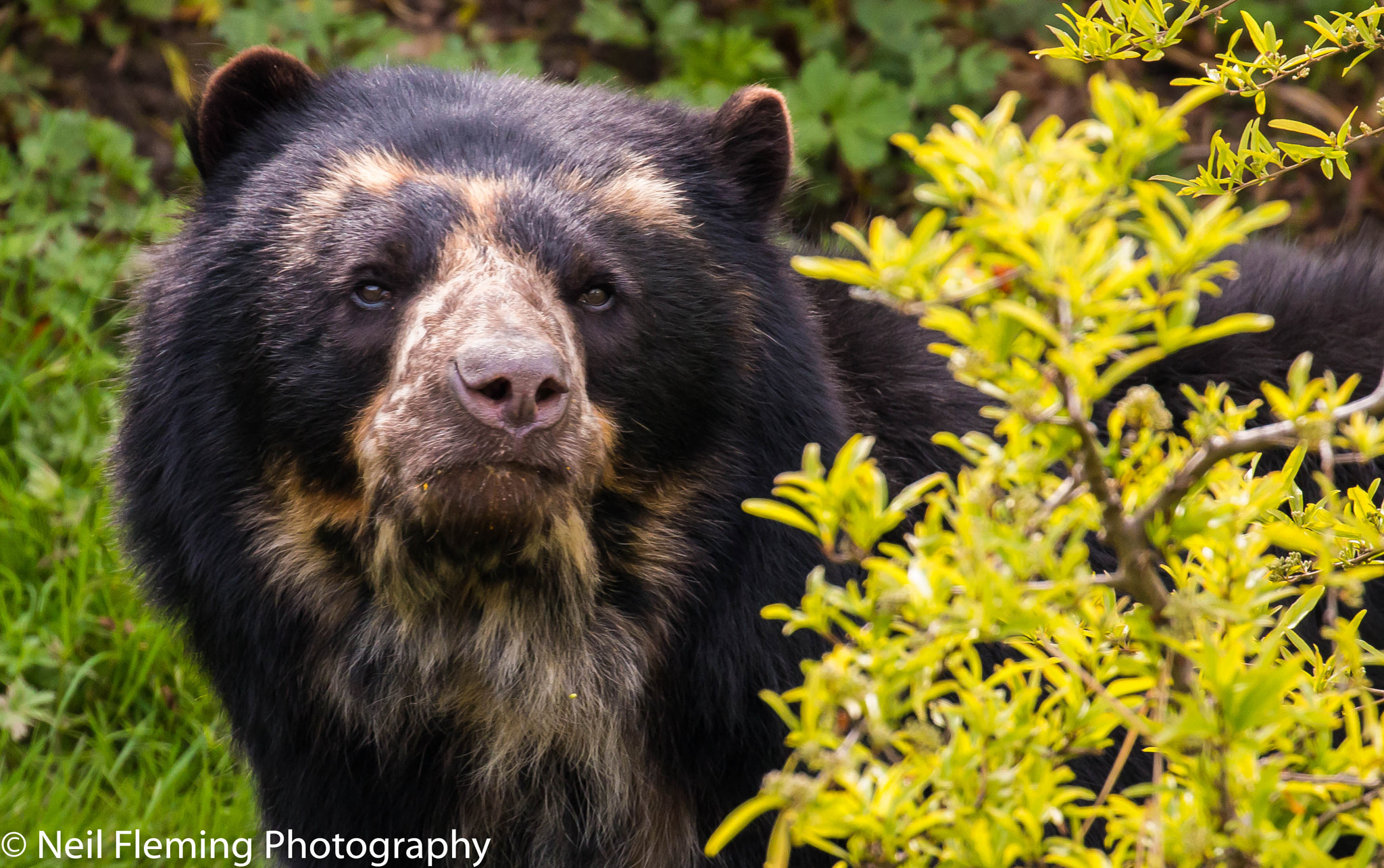 Canon EF 100-400mm F4.5-5.6L IS II USM sample photo. Spectacled bear photography