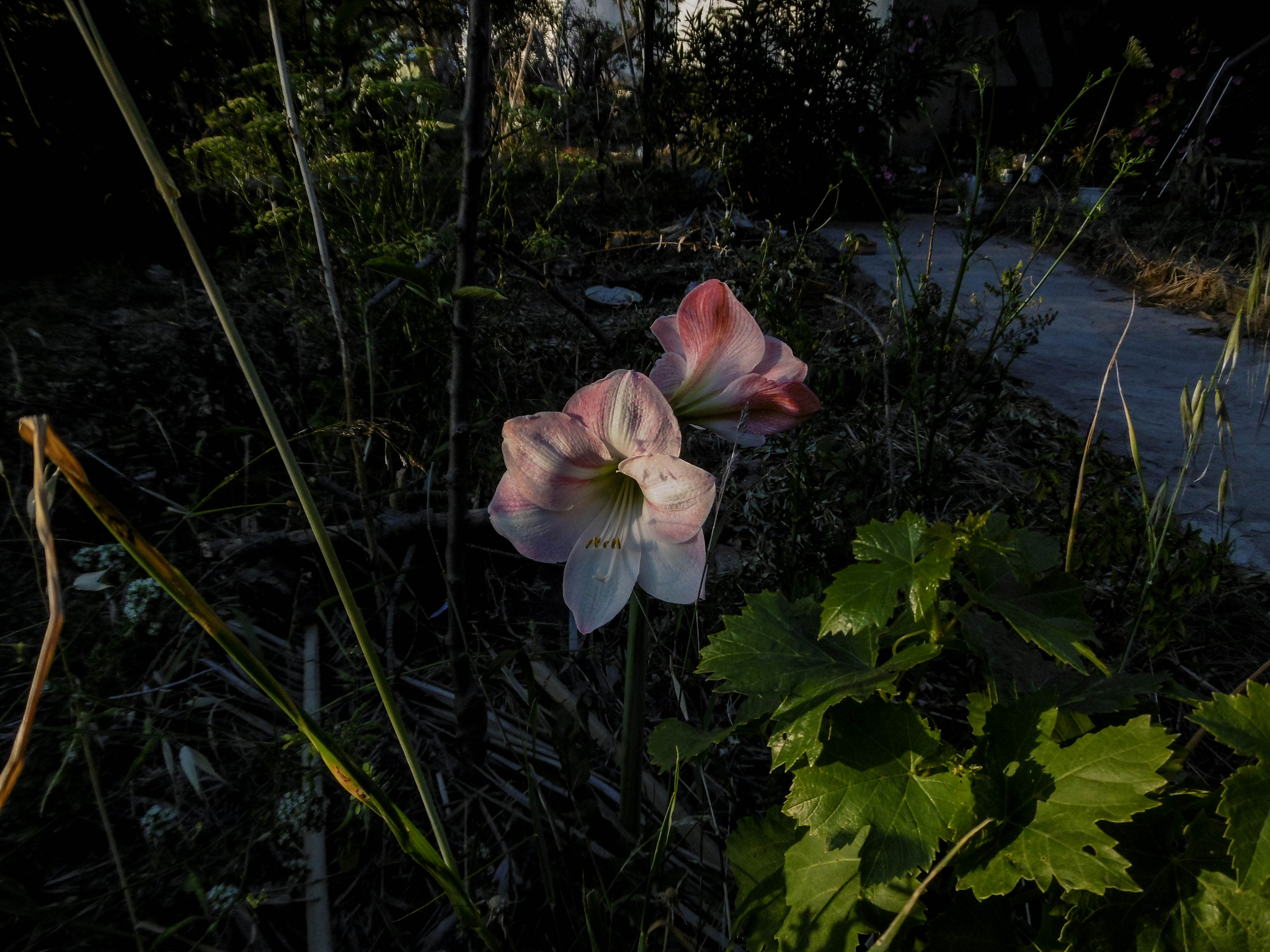 Panasonic DMC-SZ10 sample photo. Hippeastrum & vine 2016 photography