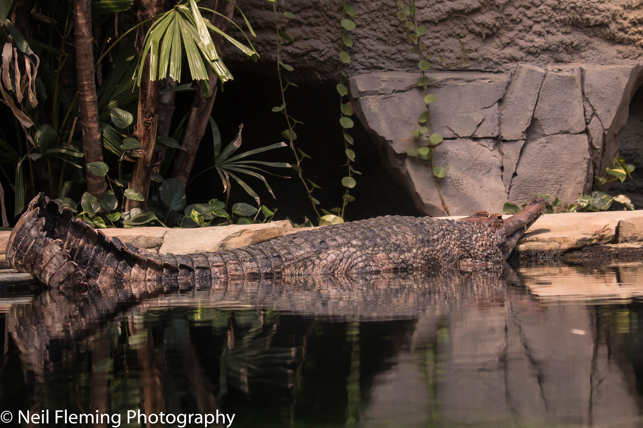 Canon EF 100-400mm F4.5-5.6L IS II USM sample photo. Sunda gharial crocodile photography
