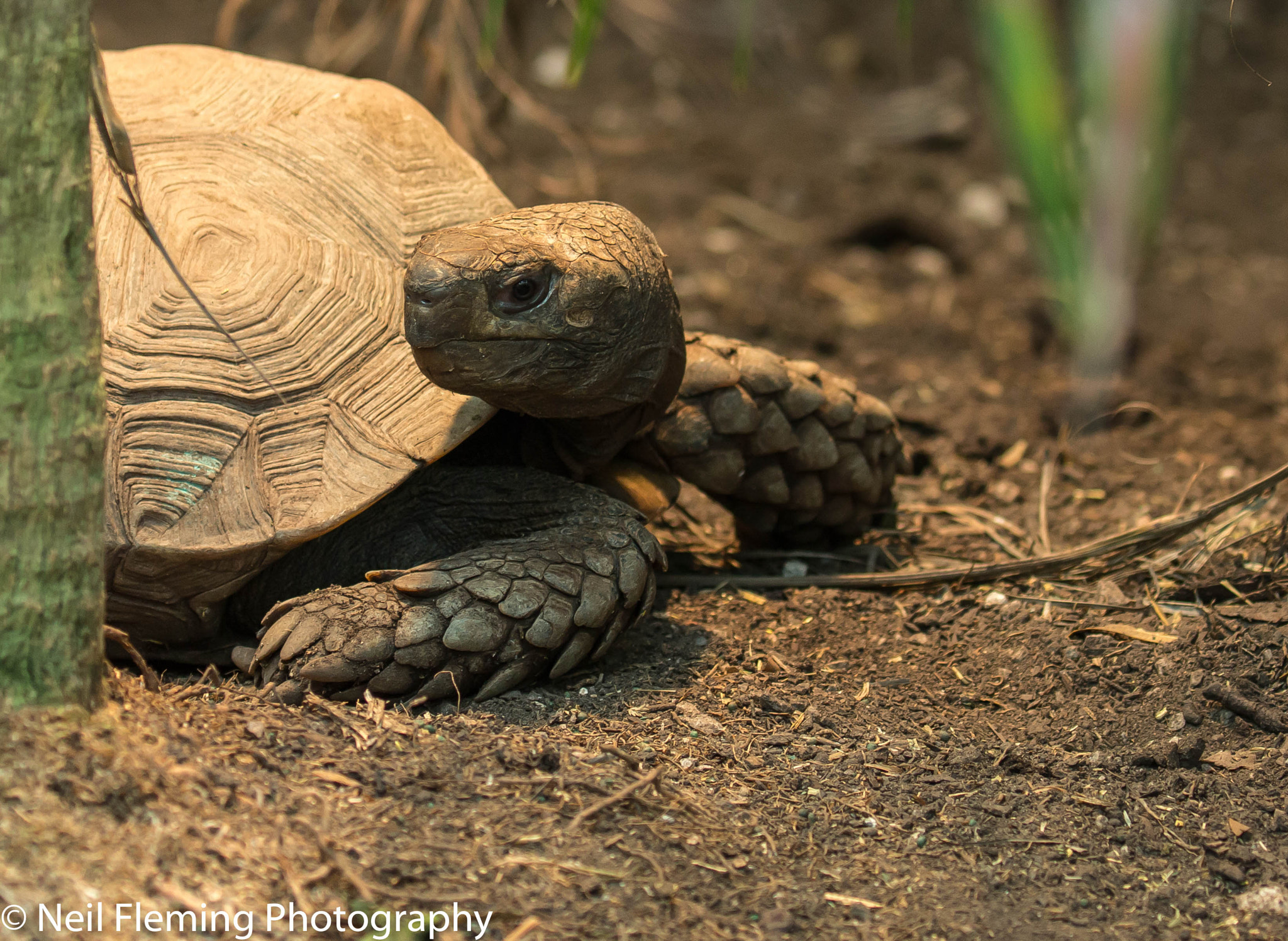 Canon EOS 70D + Canon EF 100-400mm F4.5-5.6L IS II USM sample photo. Tortoise photography