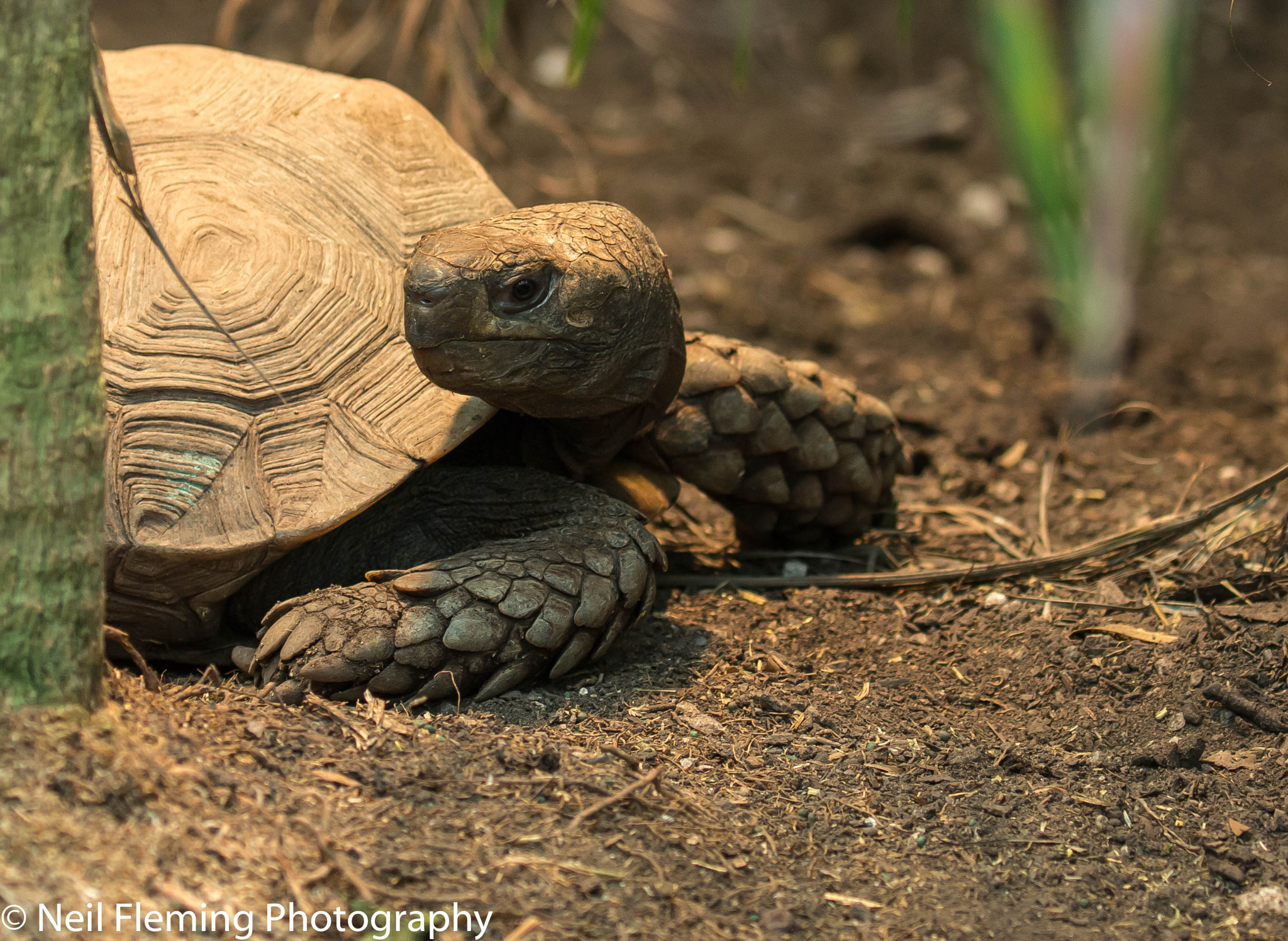 Canon EF 100-400mm F4.5-5.6L IS II USM sample photo. Tortoise photography
