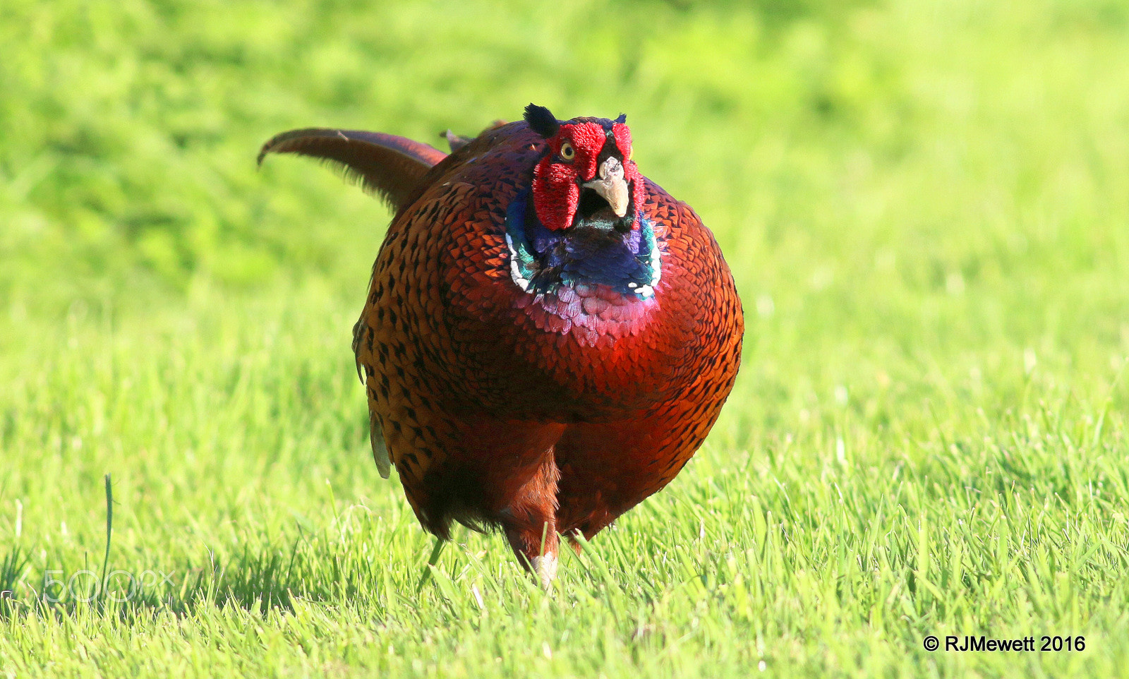 Canon EOS 70D + Canon EF 400mm F5.6L USM sample photo. Comin' to get yer....:) photography