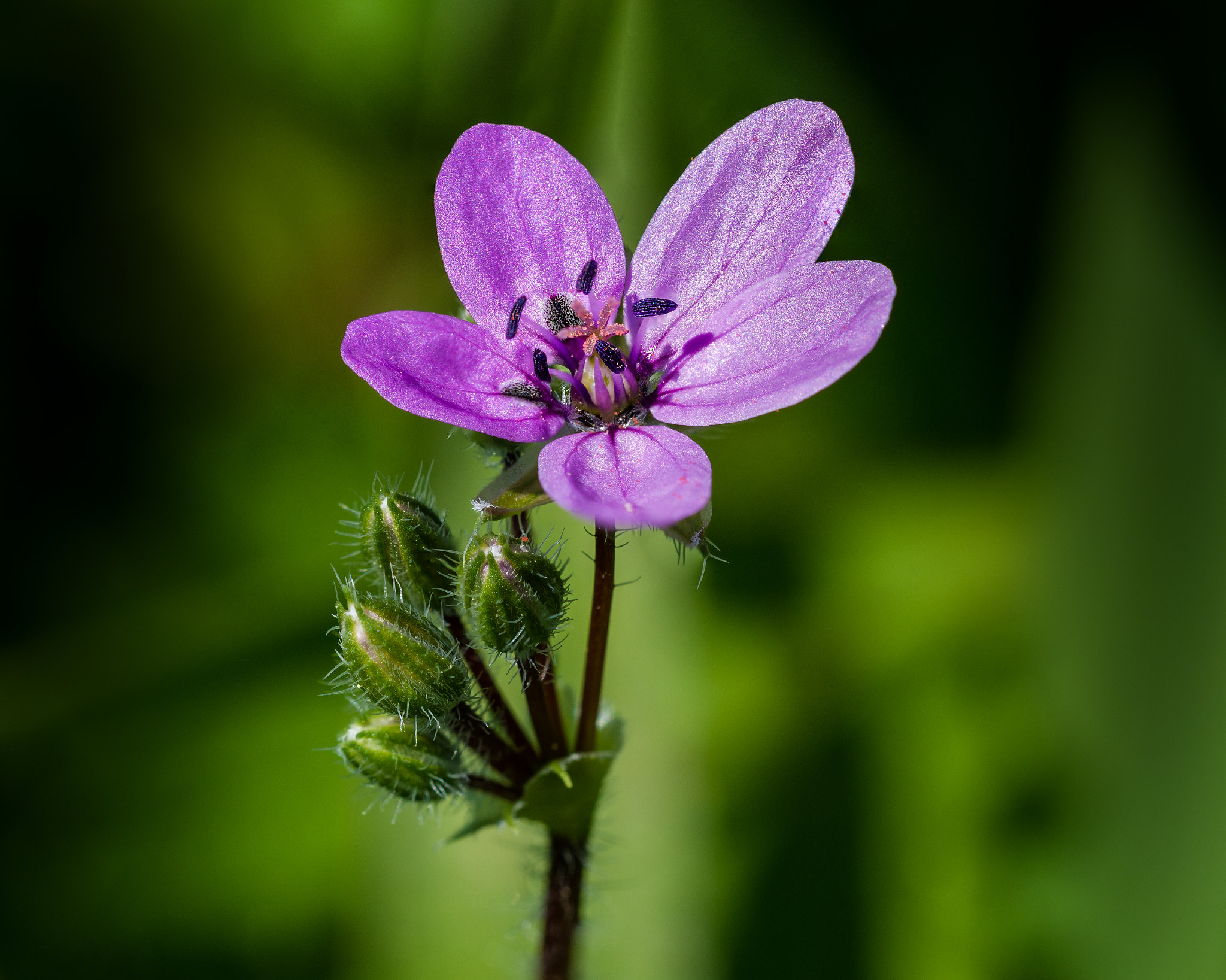 Nikon D7200 + Sigma 150mm F2.8 EX DG OS Macro HSM sample photo. Lonely pink flower photography