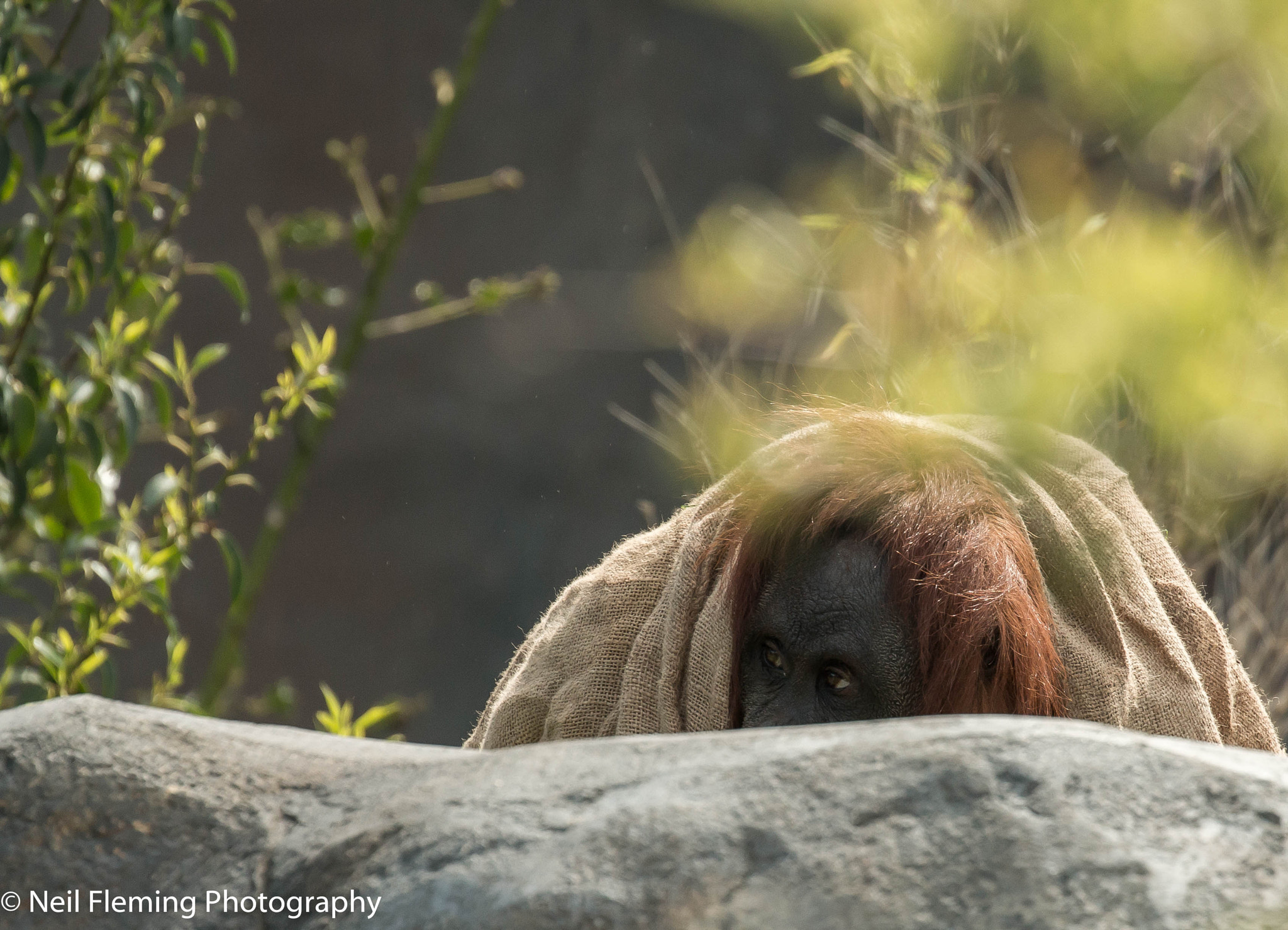 Canon EF 100-400mm F4.5-5.6L IS II USM sample photo. Orangatan photography