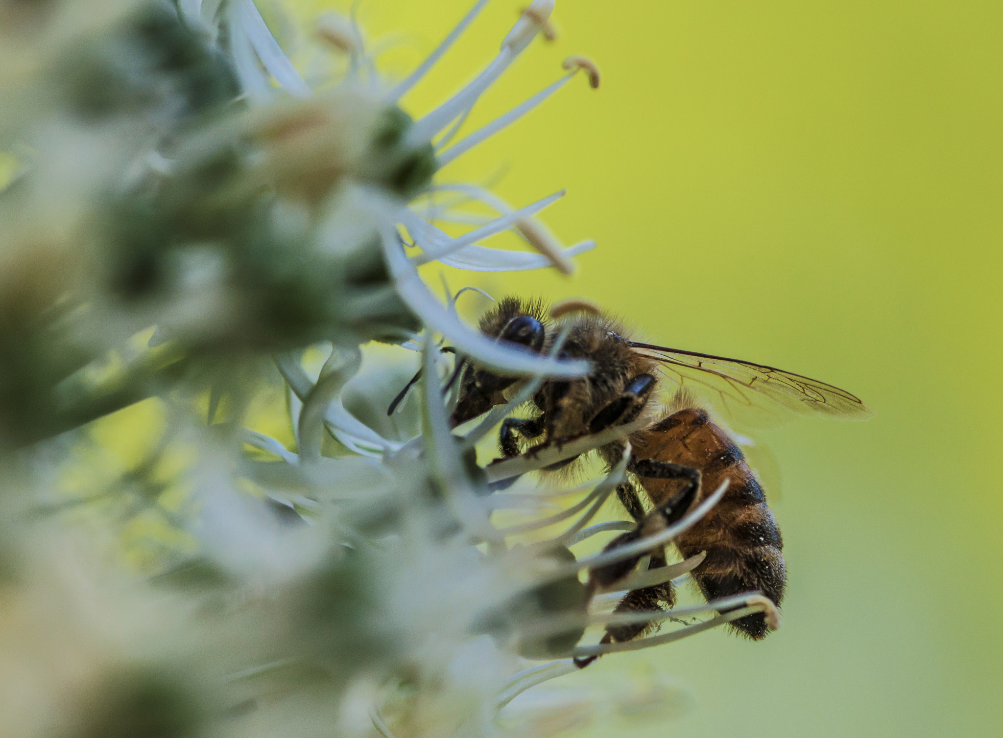 Sigma 105mm F2.8 EX DG OS HSM sample photo. Mrs.bee photography