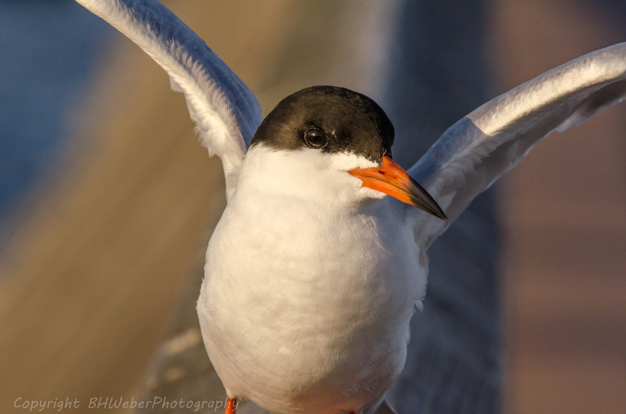 Nikon Nikkor AF-S 300mm F4E PF ED VR sample photo. Forster's tern photography