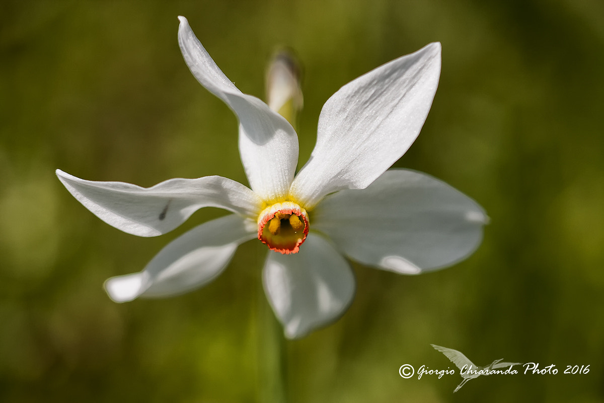 Sigma APO Macro 150mm f/2.8 EX DG HSM sample photo. Narcissus photography