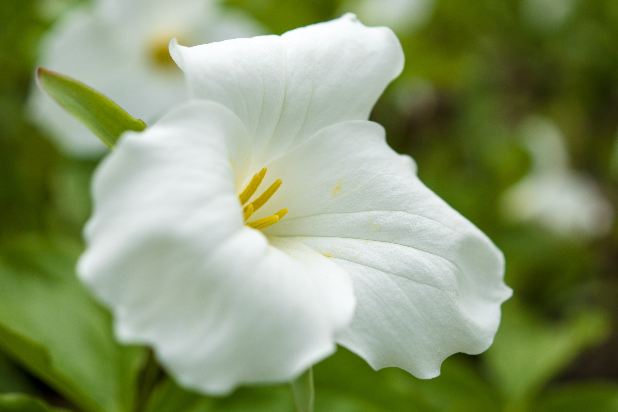 Sony DT 30mm F2.8 Macro SAM sample photo